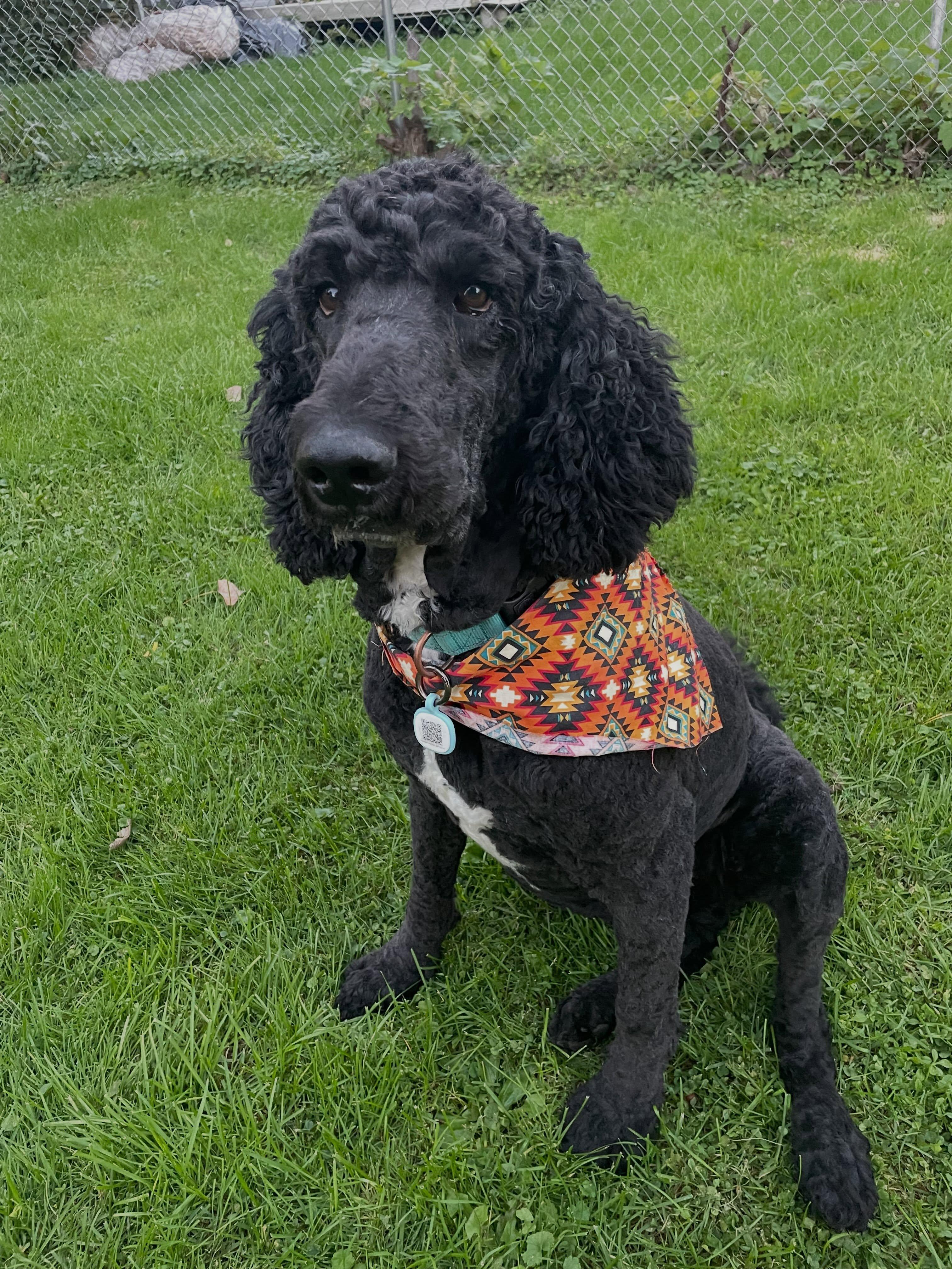 Enlarge Jovani, a ADOPTABLE Poodle in Hartland, WI image 1/6
