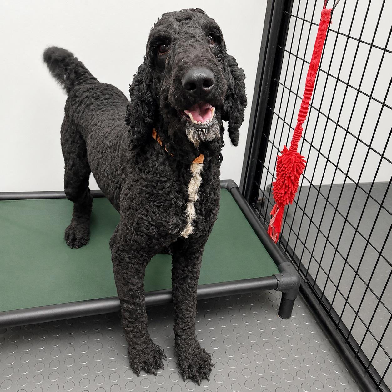 Enlarge Jovani, a ADOPTABLE Poodle in Hartland, WI image 4/6