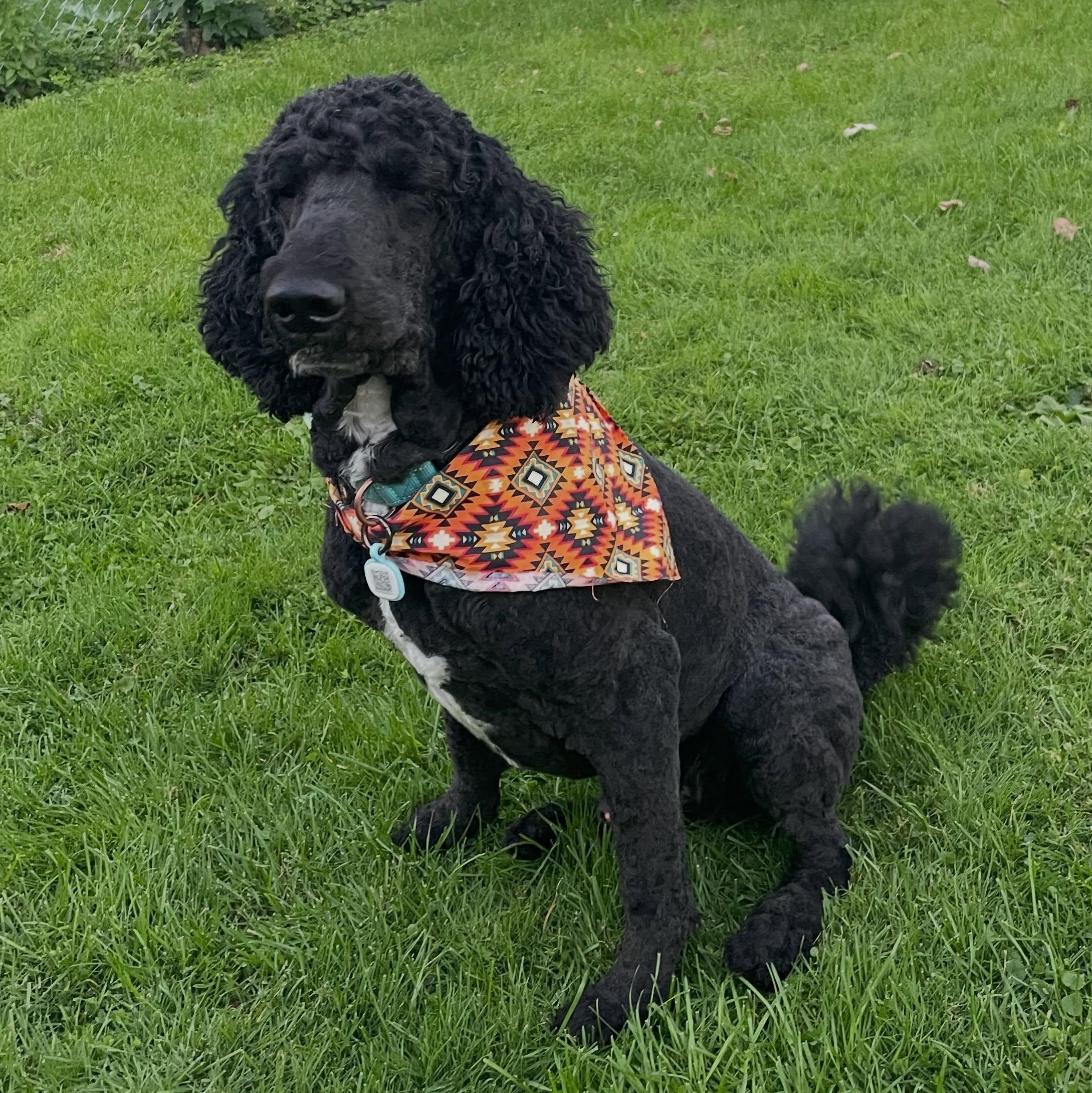 Enlarge Jovani - Home Visit in Process, a Adoptable Poodle in Hartland, WI image 1/5