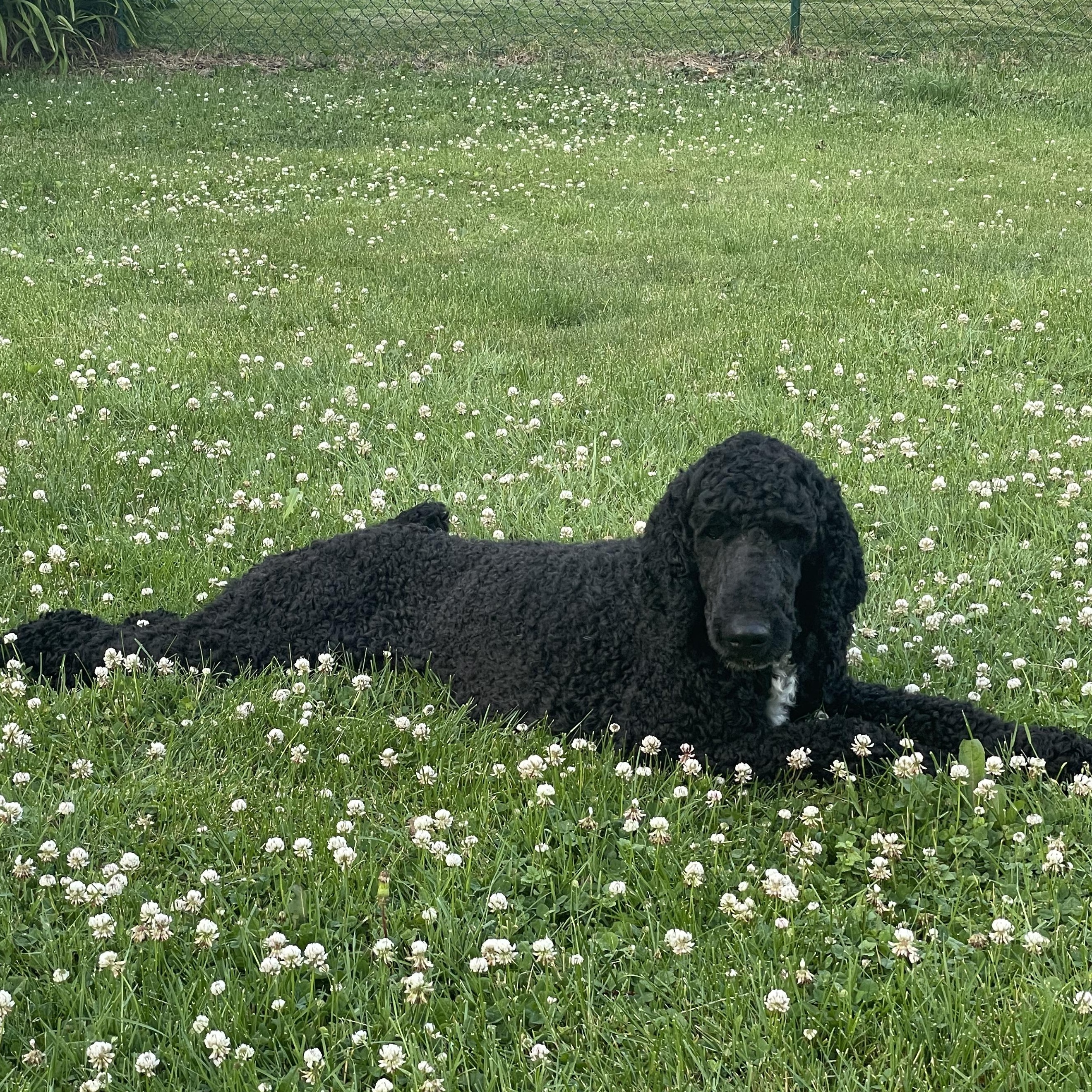 Enlarge Jovani, a ADOPTABLE Poodle in Hartland, WI image 5/6