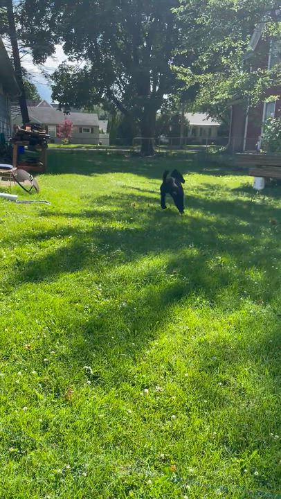 Enlarge Jovani, a ADOPTABLE Poodle in Hartland, WI video 6/6