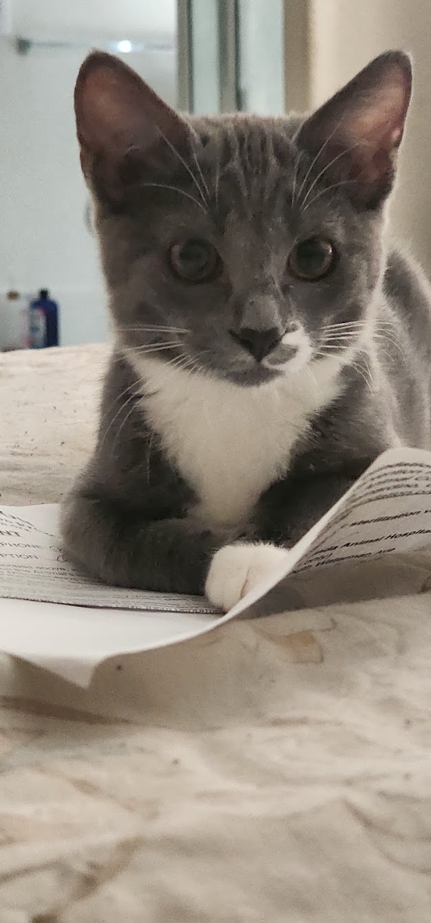 Enlarge Dash, a Adopted American Shorthair in Fontana, CA image 2/4