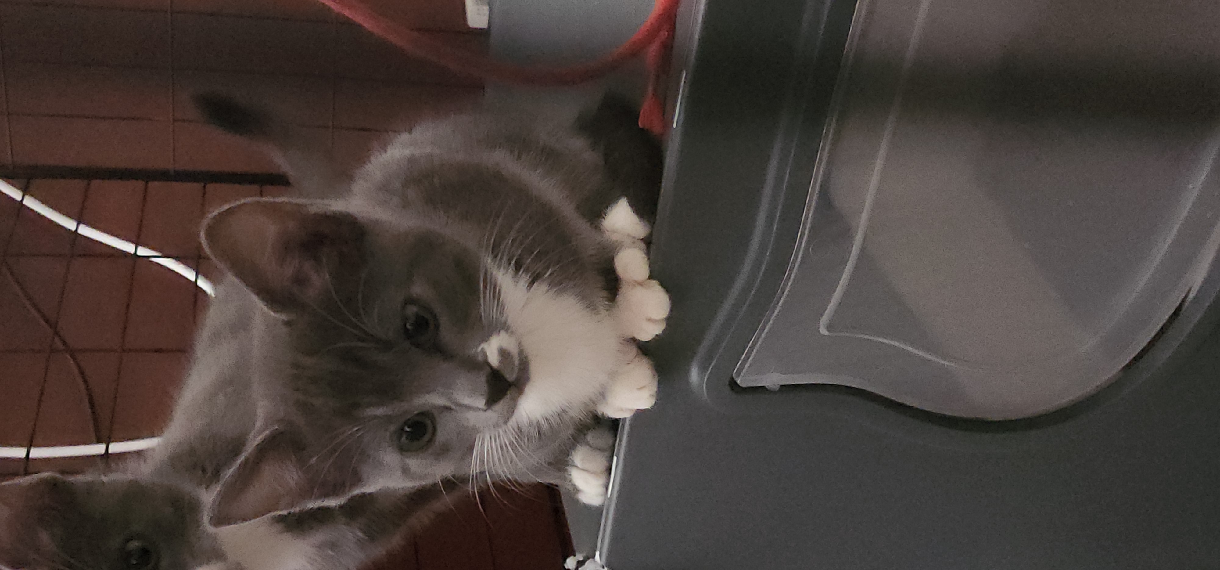 Enlarge Dash, a Adopted American Shorthair in Fontana, CA image 3/4