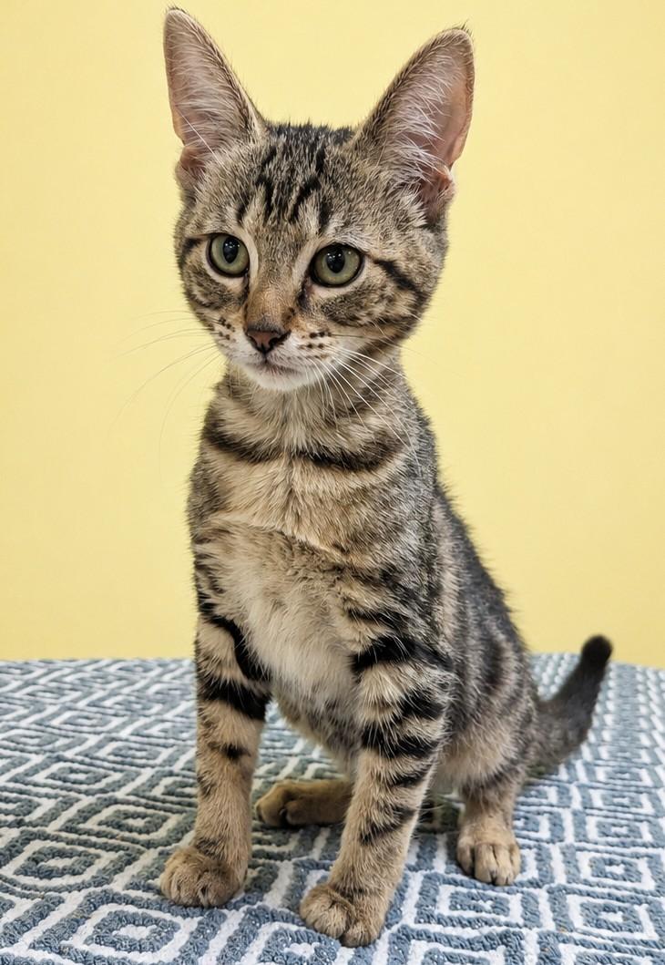 Thelma, adopted, Kitten Female Domestic Short Hair.