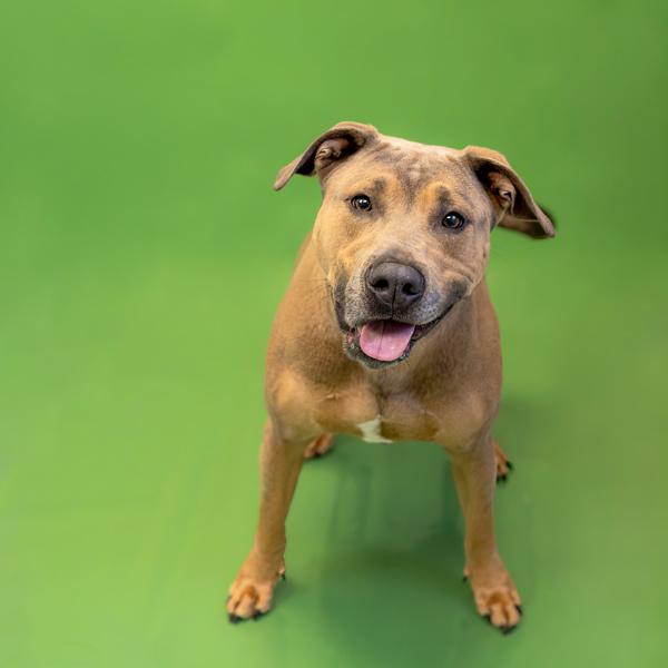 Pen 109 Taco, Adoptable, Adult Male American Bully.