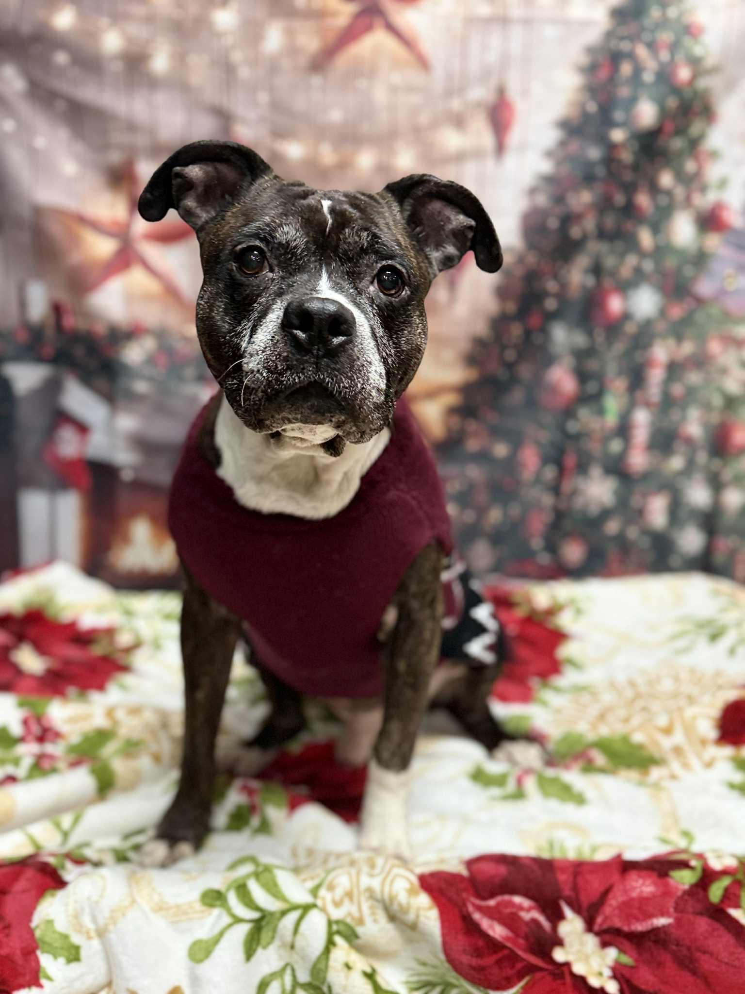 Enlarge FLOYD, a ADOPTABLE Pit Bull Terrier in Port Clinton, OH image 3/3