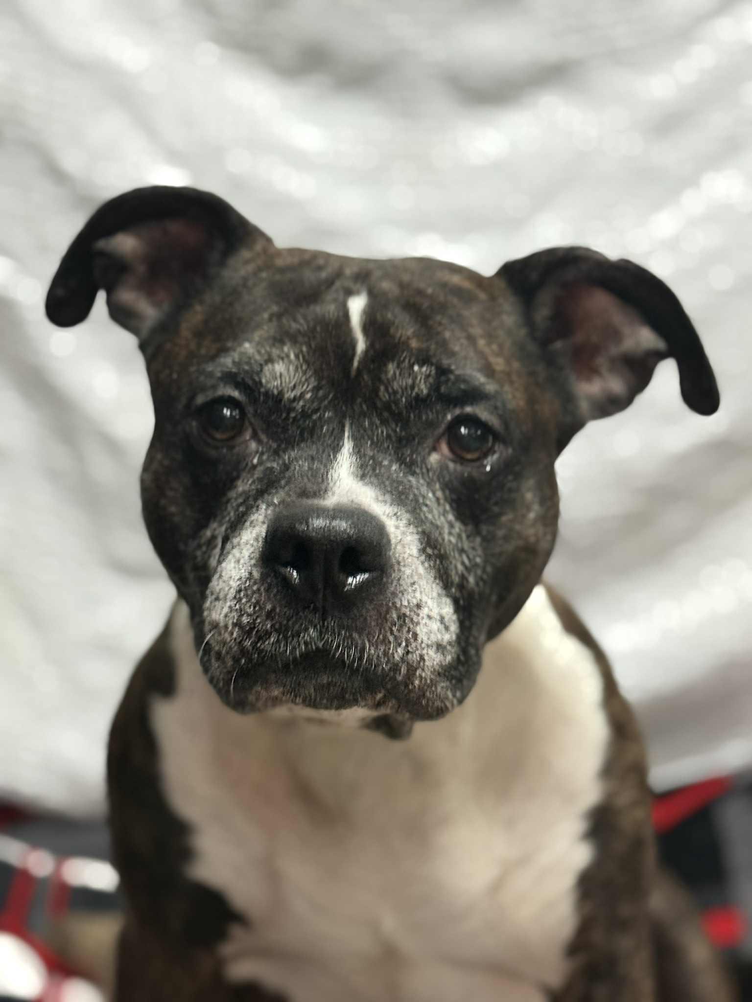 FLOYD, ADOPTABLE, Senior Male Pit Bull Terrier.