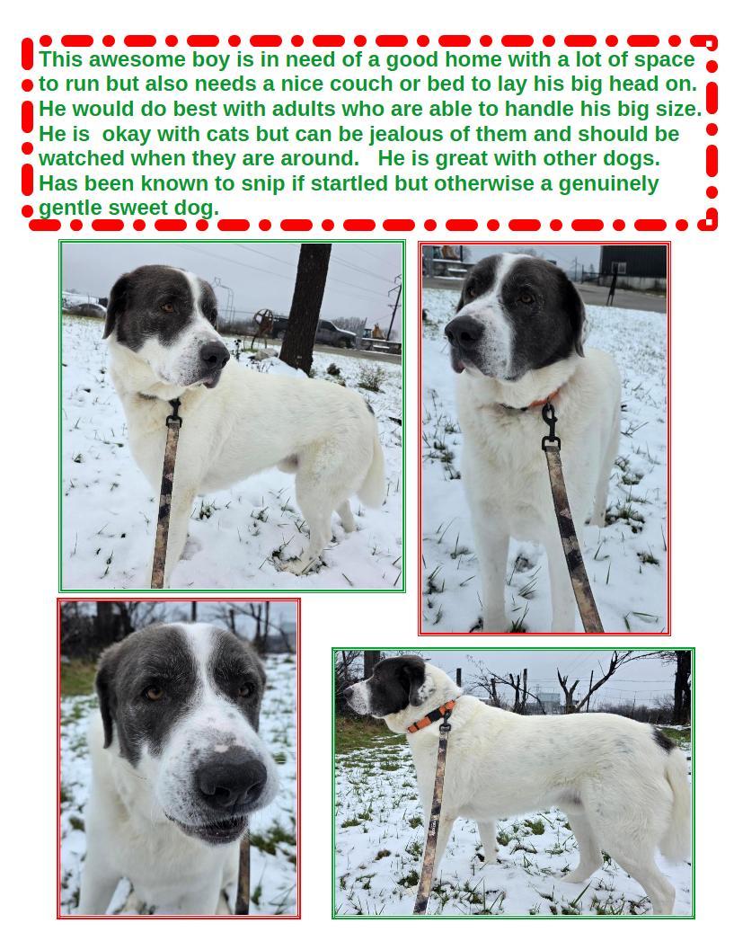 Big Boy, ADOPTABLE, Adult Male Great Pyrenees.