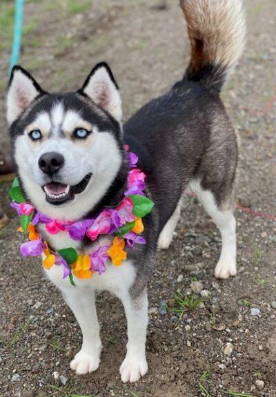 Enlarge Trinity, a ADOPTABLE Mixed Breed in Truckee, CA image 2/4