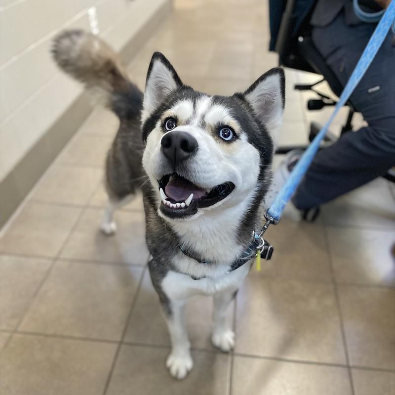 Enlarge Trinity, a ADOPTABLE Mixed Breed in Truckee, CA image 1/4