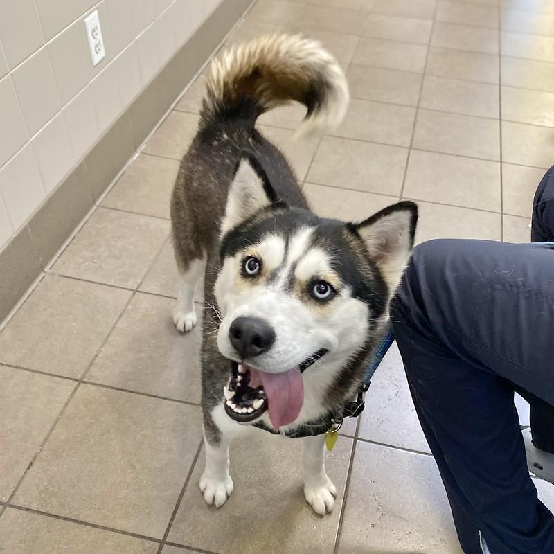 Enlarge Trinity, a ADOPTABLE Mixed Breed in Truckee, CA image 3/4