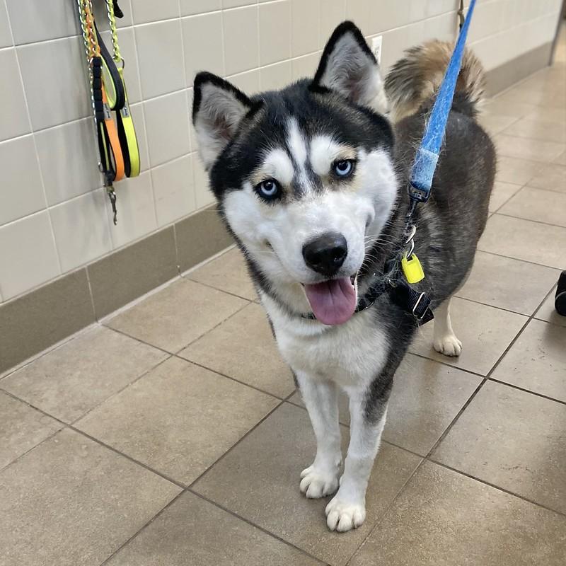 Enlarge Trinity, a ADOPTABLE Mixed Breed in Truckee, CA image 4/4