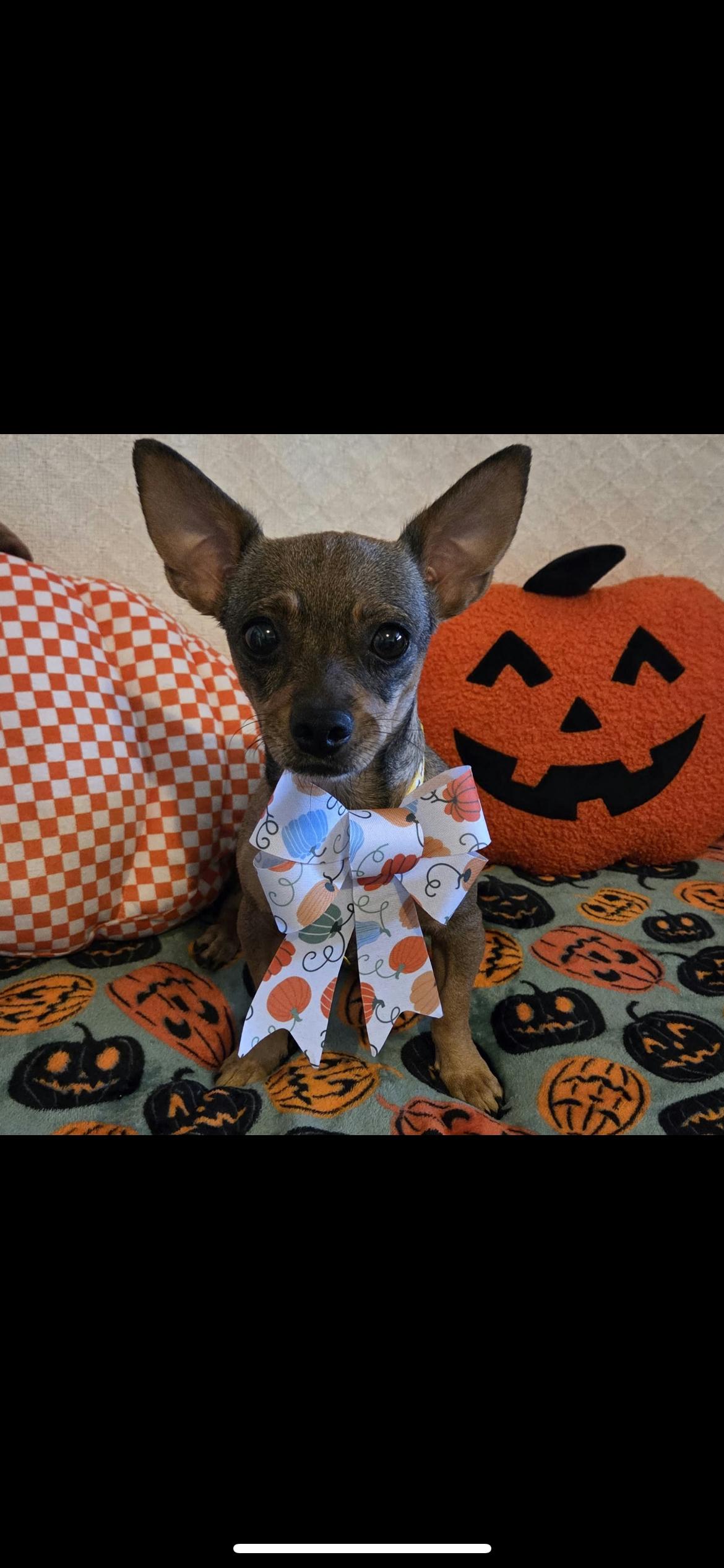 Enlarge Tootsie, a Adopted mixed breed in Hamden, CT image 5/6