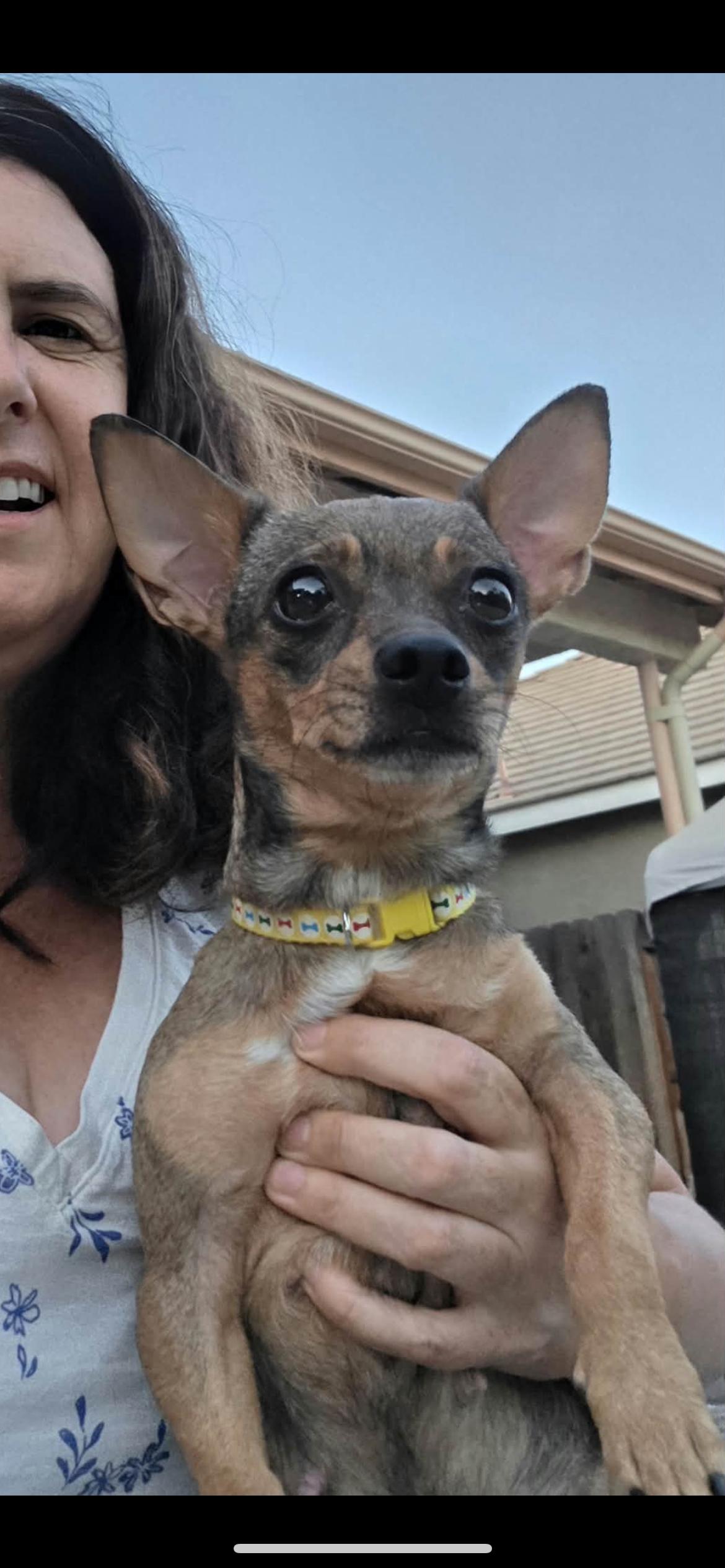 Enlarge Tootsie, a Adopted mixed breed in Hamden, CT image 4/6