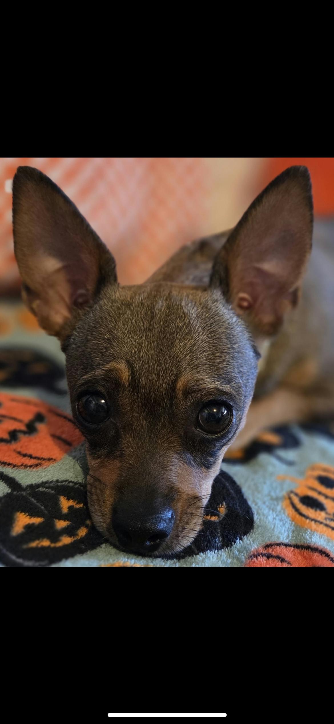 Tootsie, Adopted, Young Female Chihuahua & Miniature Dachshund.
