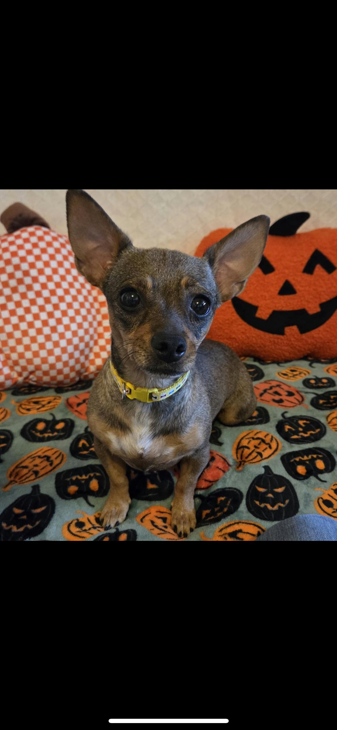 Enlarge Tootsie, a Adopted mixed breed in Hamden, CT image 2/6