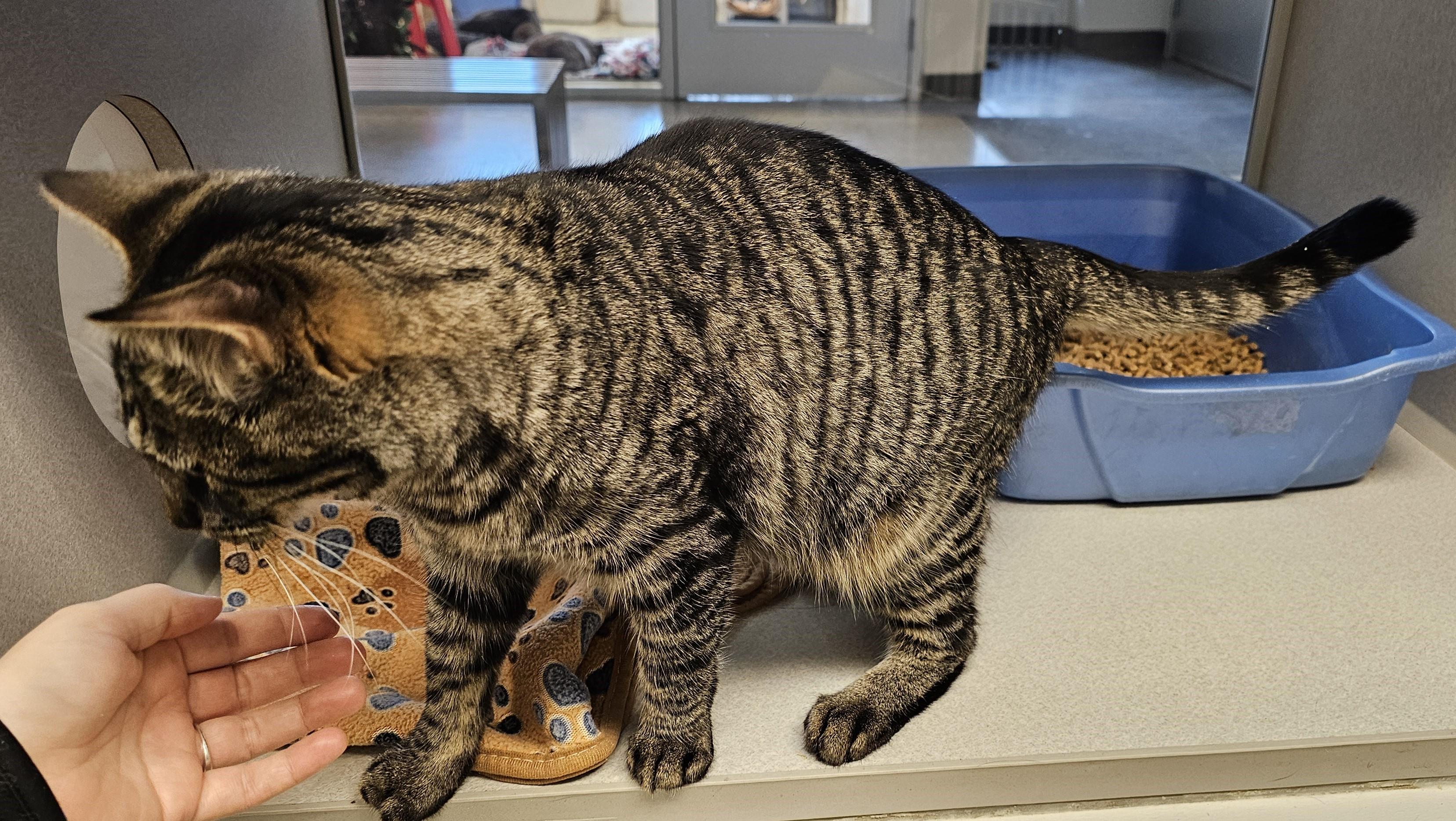 Hex, a Adoptable mixed breed in Cedar Rapids, IA image 6/6