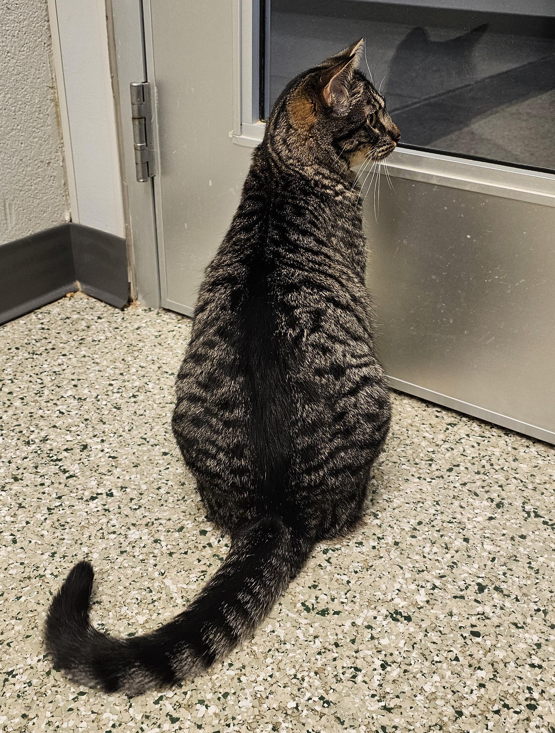 Hex, a Adoptable mixed breed in Cedar Rapids, IA image 5/6