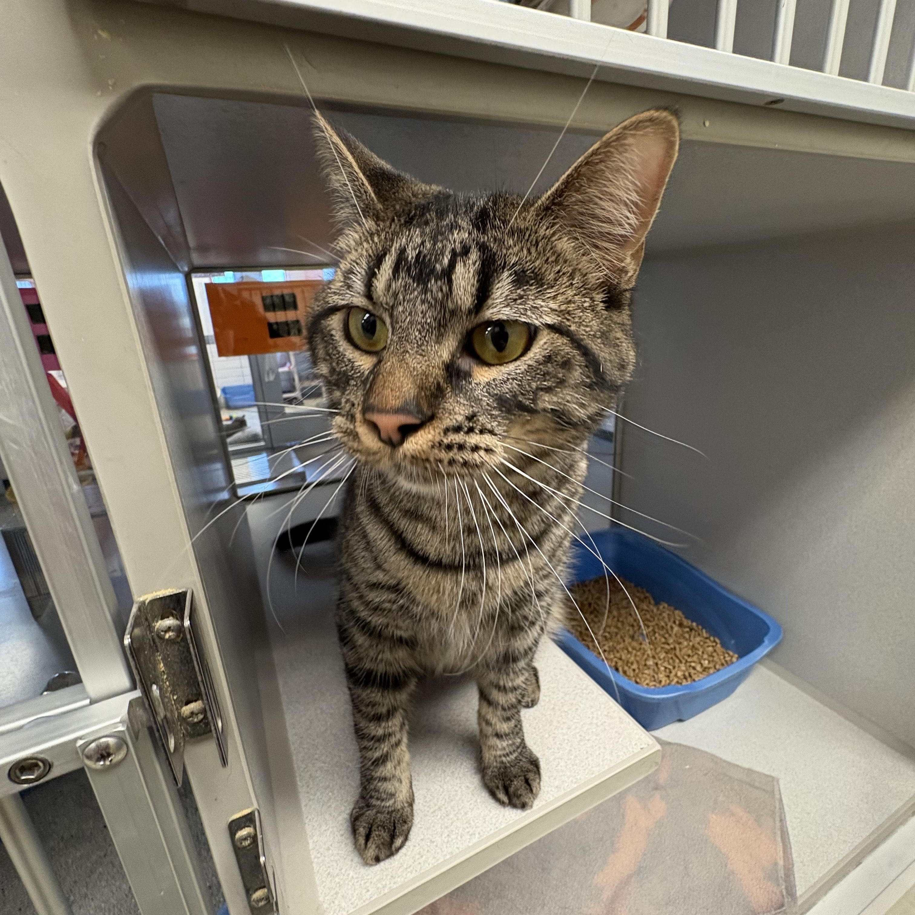 Hex, Adoptable, Adult Female Domestic Short Hair.