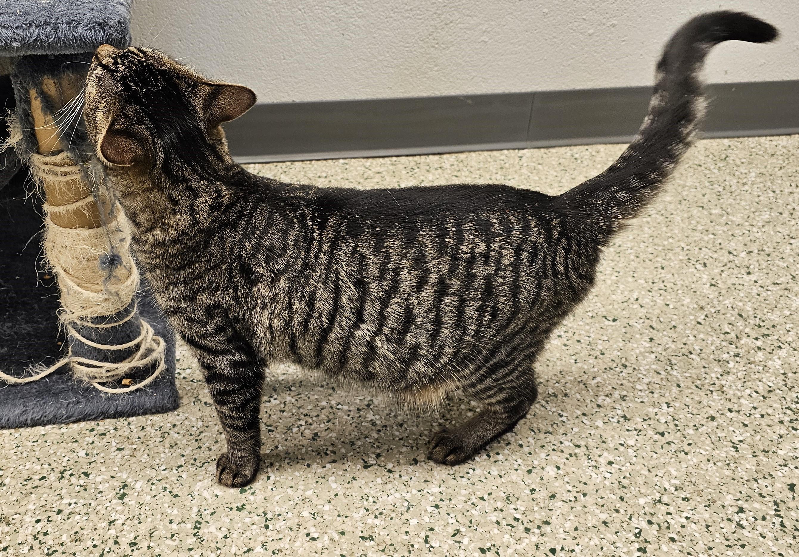 Hex, a Adoptable mixed breed in Cedar Rapids, IA image 2/6