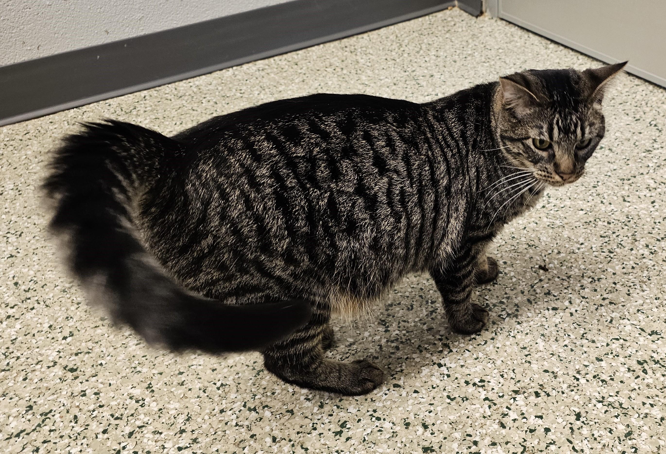 Hex, a Adoptable mixed breed in Cedar Rapids, IA image 4/6