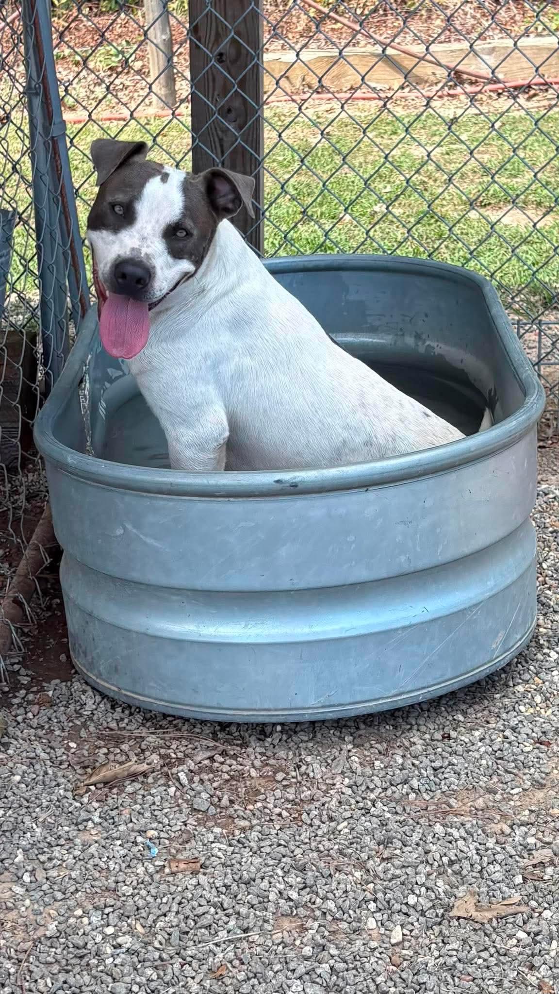 Enlarge Barney, a Adoptable Pit Bull Terrier in Redfield, AR image 3/4