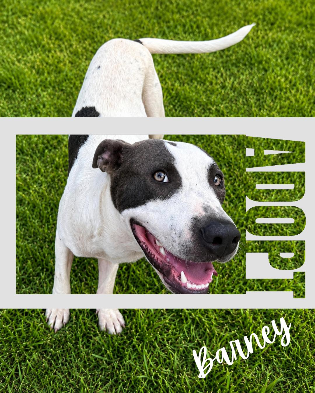 Enlarge Barney, a Adoptable Pit Bull Terrier in Redfield, AR image 2/4