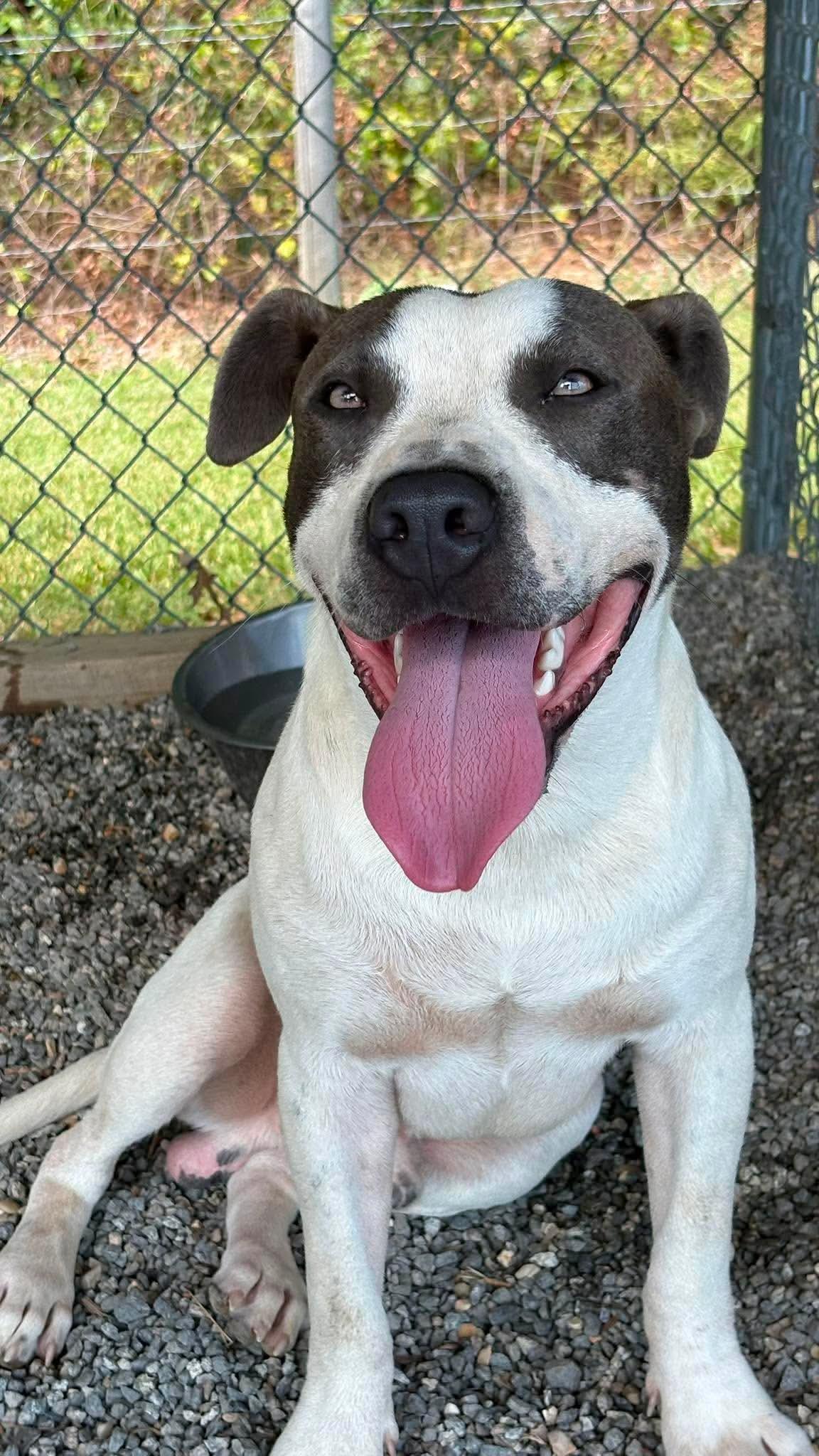 Enlarge Barney, a Adoptable Pit Bull Terrier in Redfield, AR image 4/4