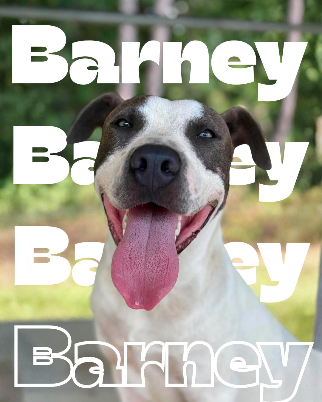 Barney, Adoptable, Young Male Pit Bull Terrier.