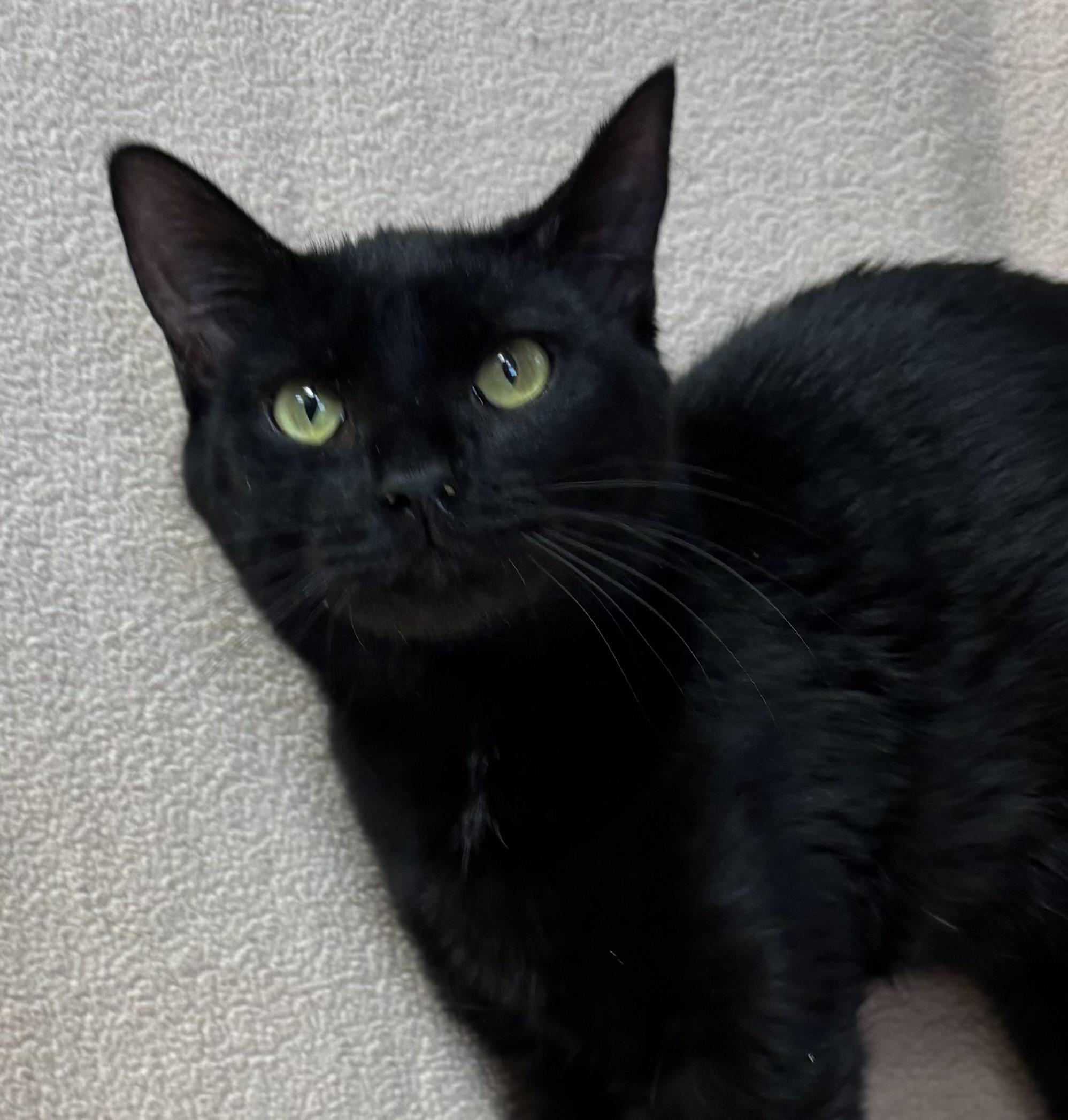 Jazmini, an adoptable Domestic Short Hair in Torrington, WY, 82240 | Photo Image 1