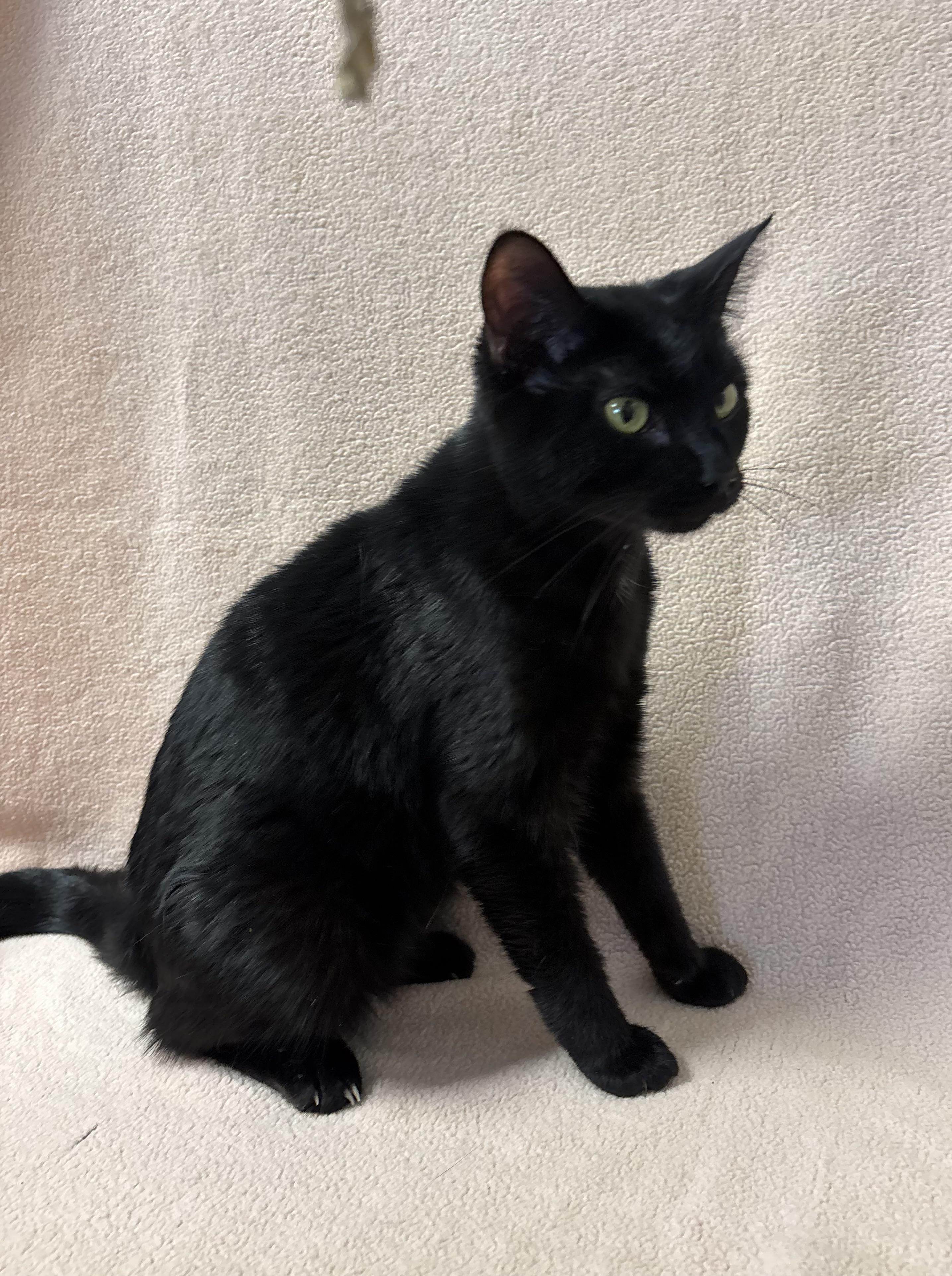 Jazmini, an adoptable Domestic Short Hair in Torrington, WY, 82240 | Photo Image 4