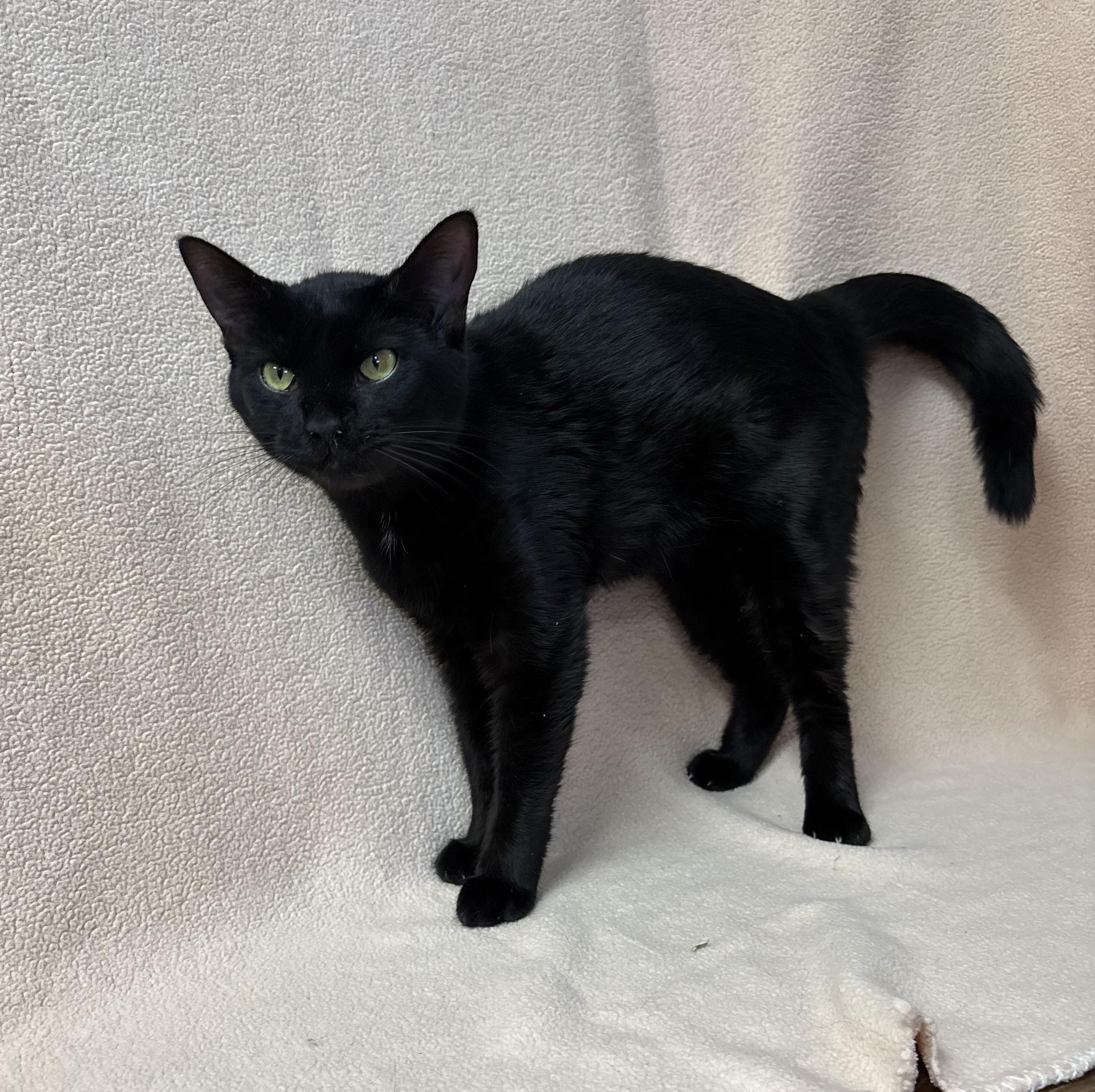 Jazmini, an adoptable Domestic Short Hair in Torrington, WY, 82240 | Photo Image 3