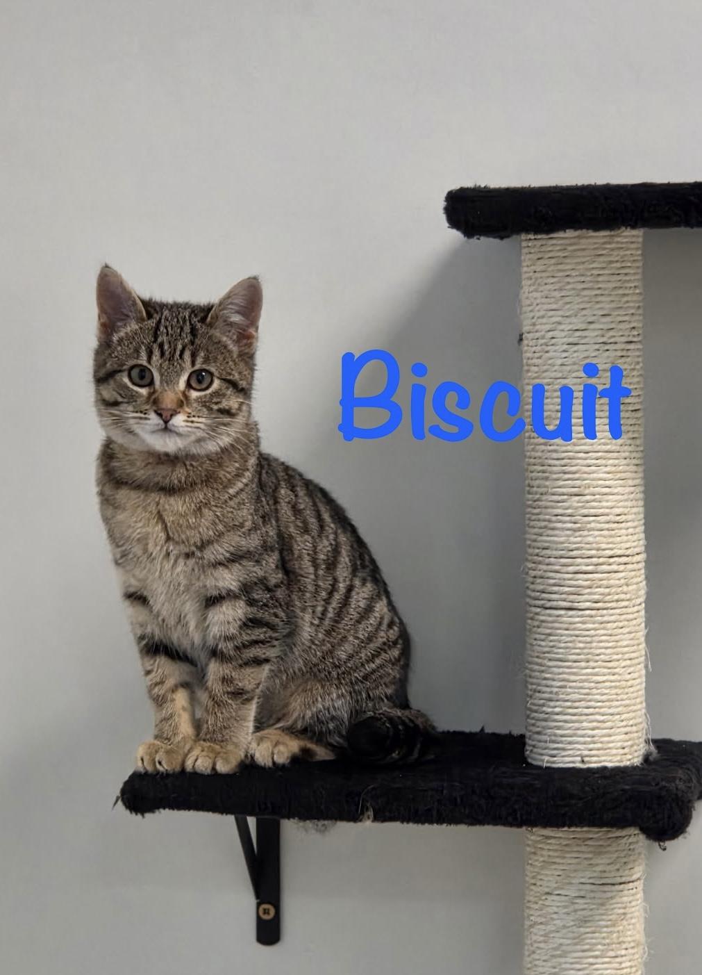 Enlarge Biscuit, an adopted Domestic Short Hair in Crescent City, CA image 1/3