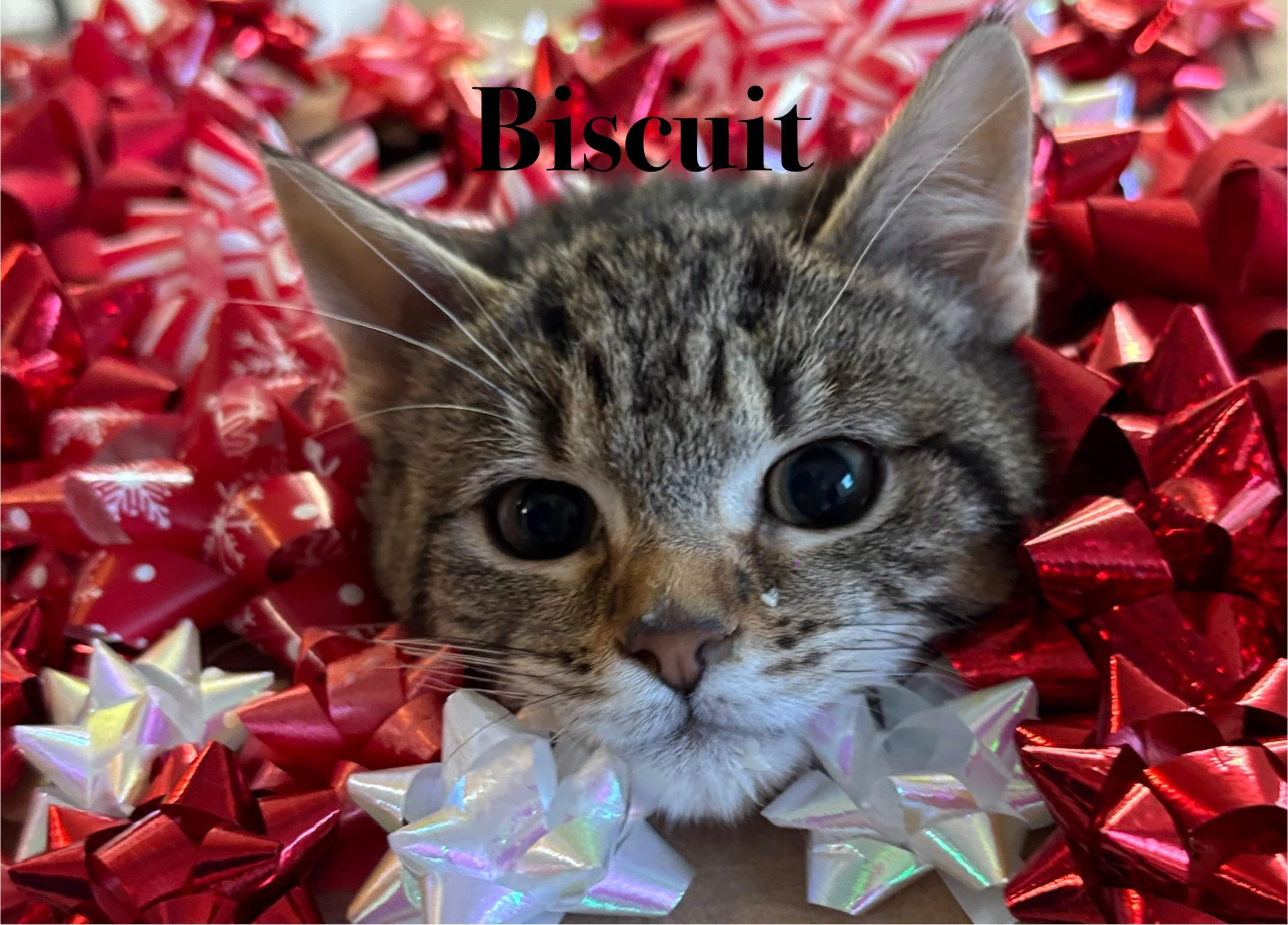 Biscuit, a Adoptable Domestic Short Hair image 1/2