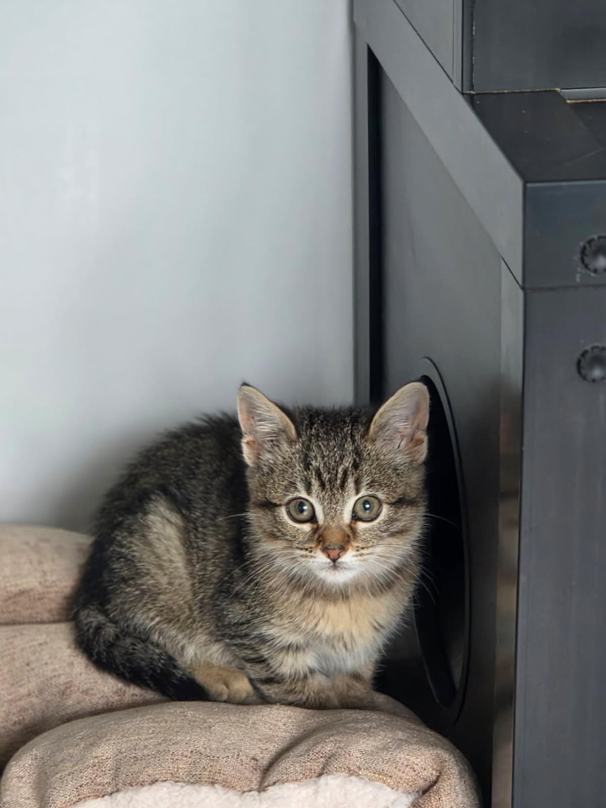 Biscuit, Adoptable, Kitten Female Domestic Short Hair.