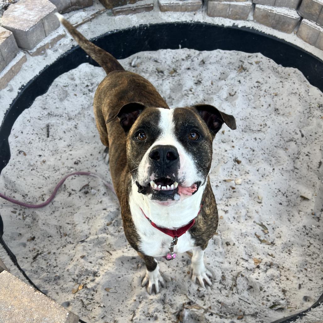 Axel, Adoptable, Adult Male Mixed Breed.