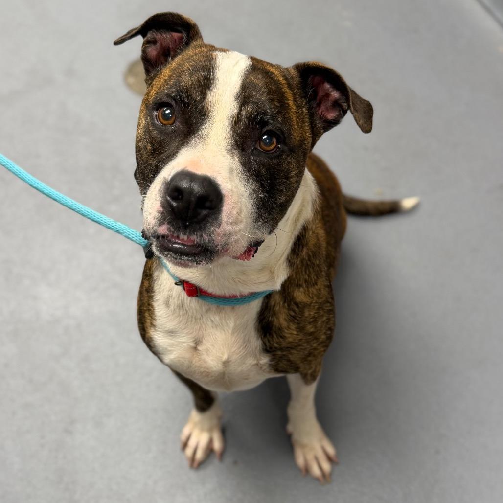 Enlarge Axel, a Adoptable Mixed Breed in Sarasota, FL image 2/6