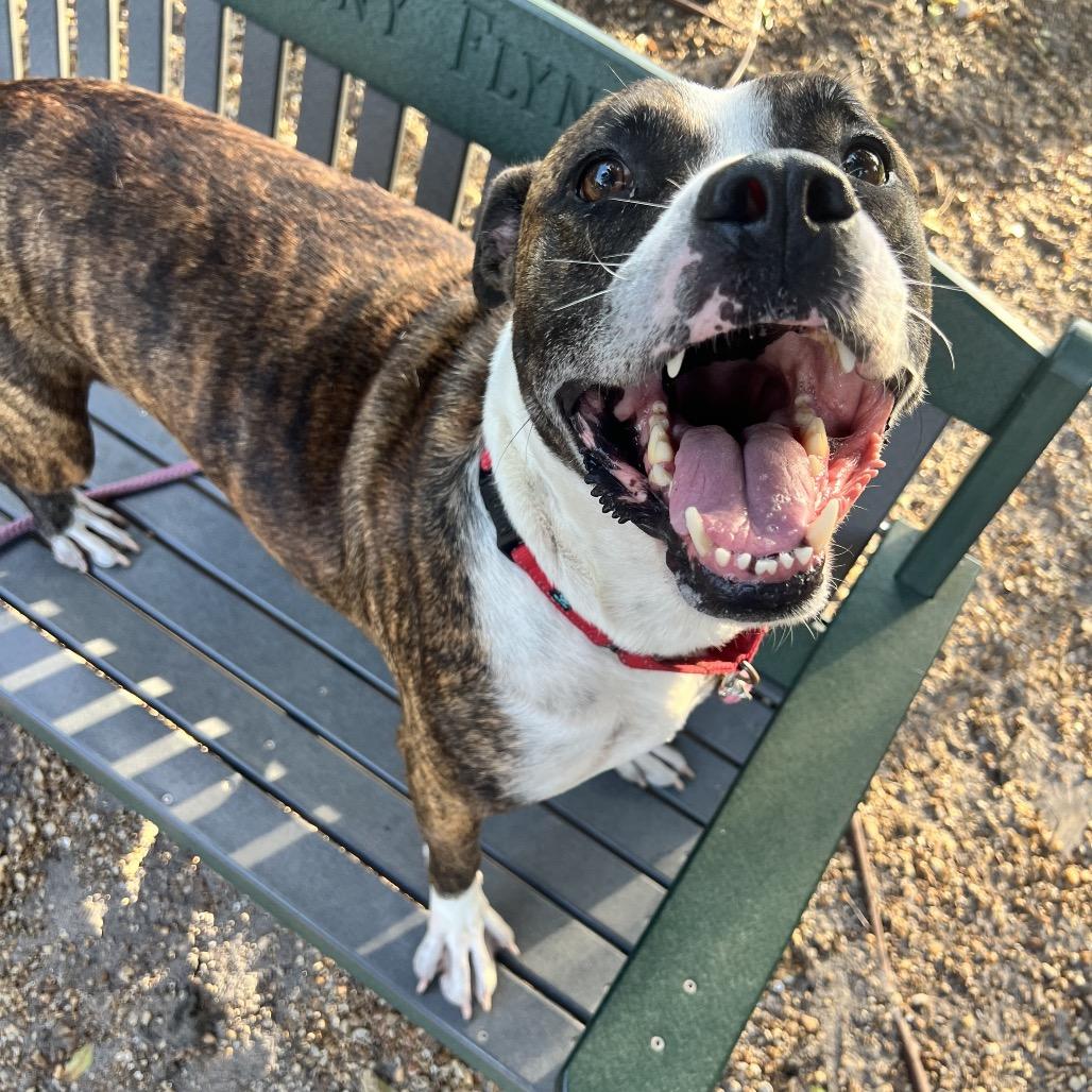 Enlarge Axel, a Adoptable Mixed Breed in Sarasota, FL image 3/6