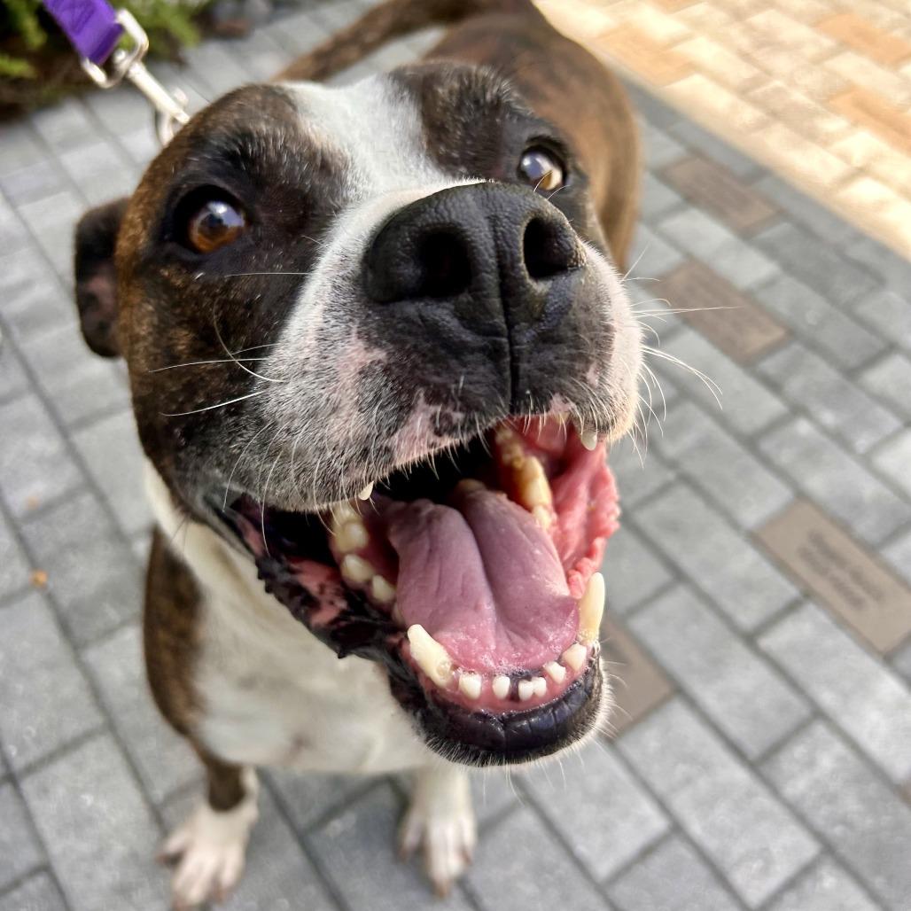 Enlarge Axel, a Adoptable Mixed Breed in Sarasota, FL image 4/6