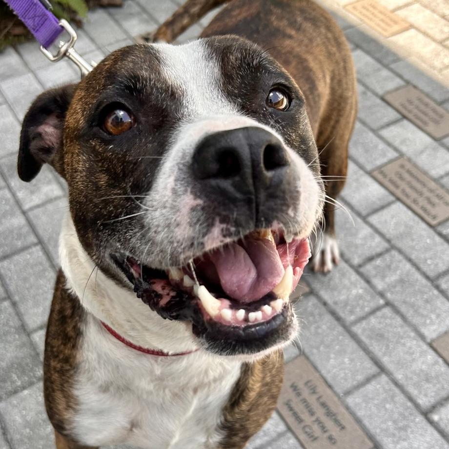 Enlarge Axel, a Adoptable Mixed Breed in Sarasota, FL image 5/6