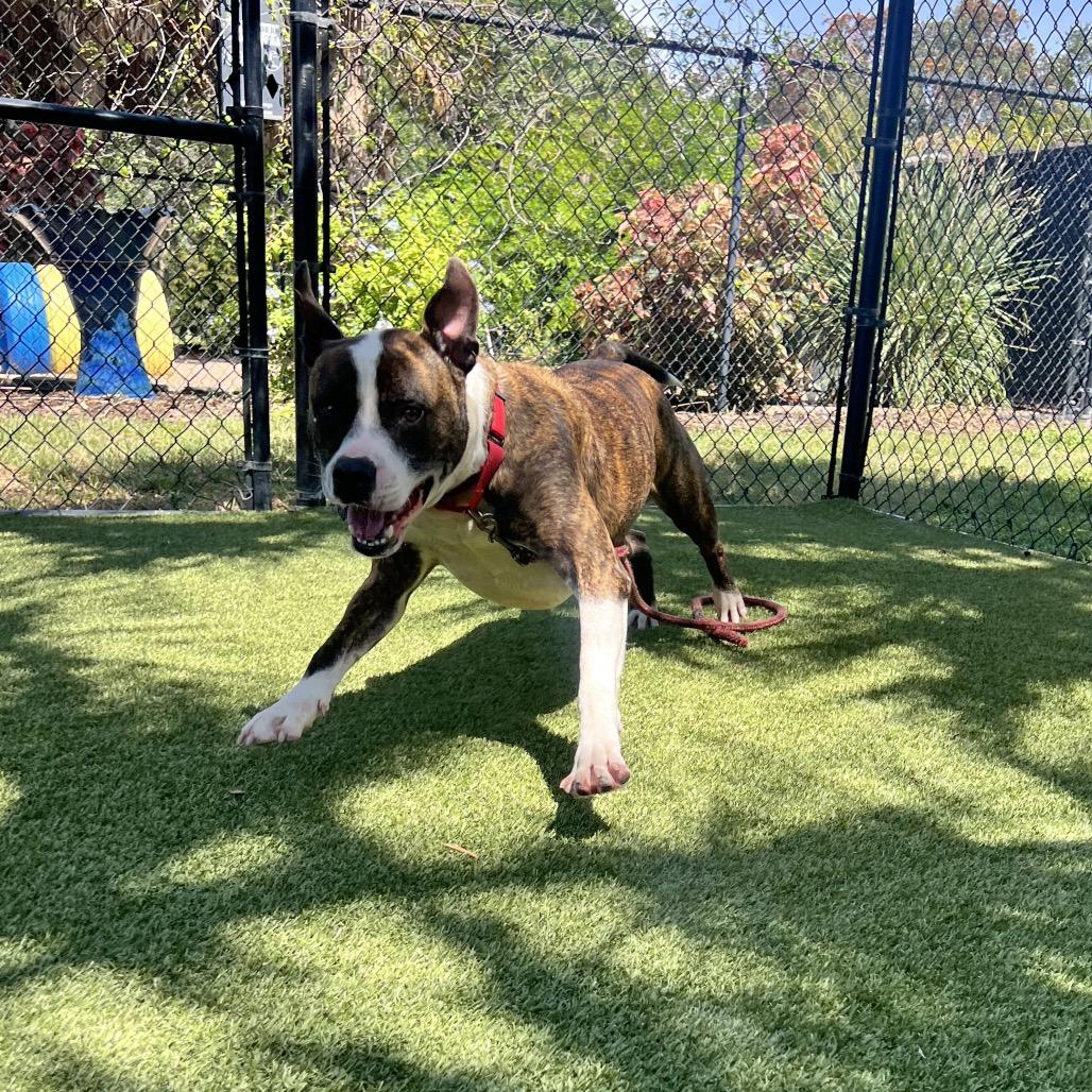 Enlarge Axel, a Adoptable Mixed Breed in Sarasota, FL image 6/6