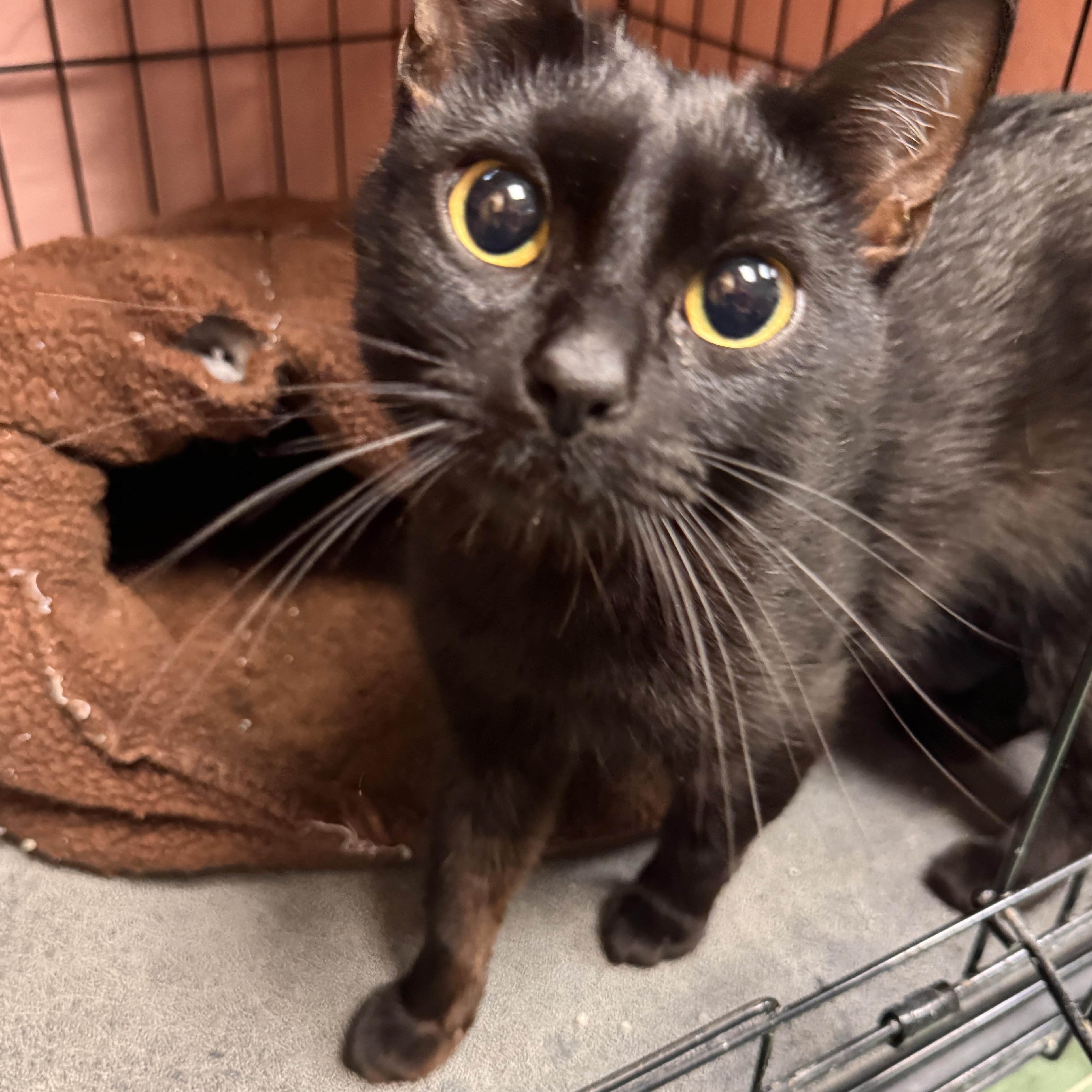 Lucerne, adopted, Young Female Domestic Short Hair.