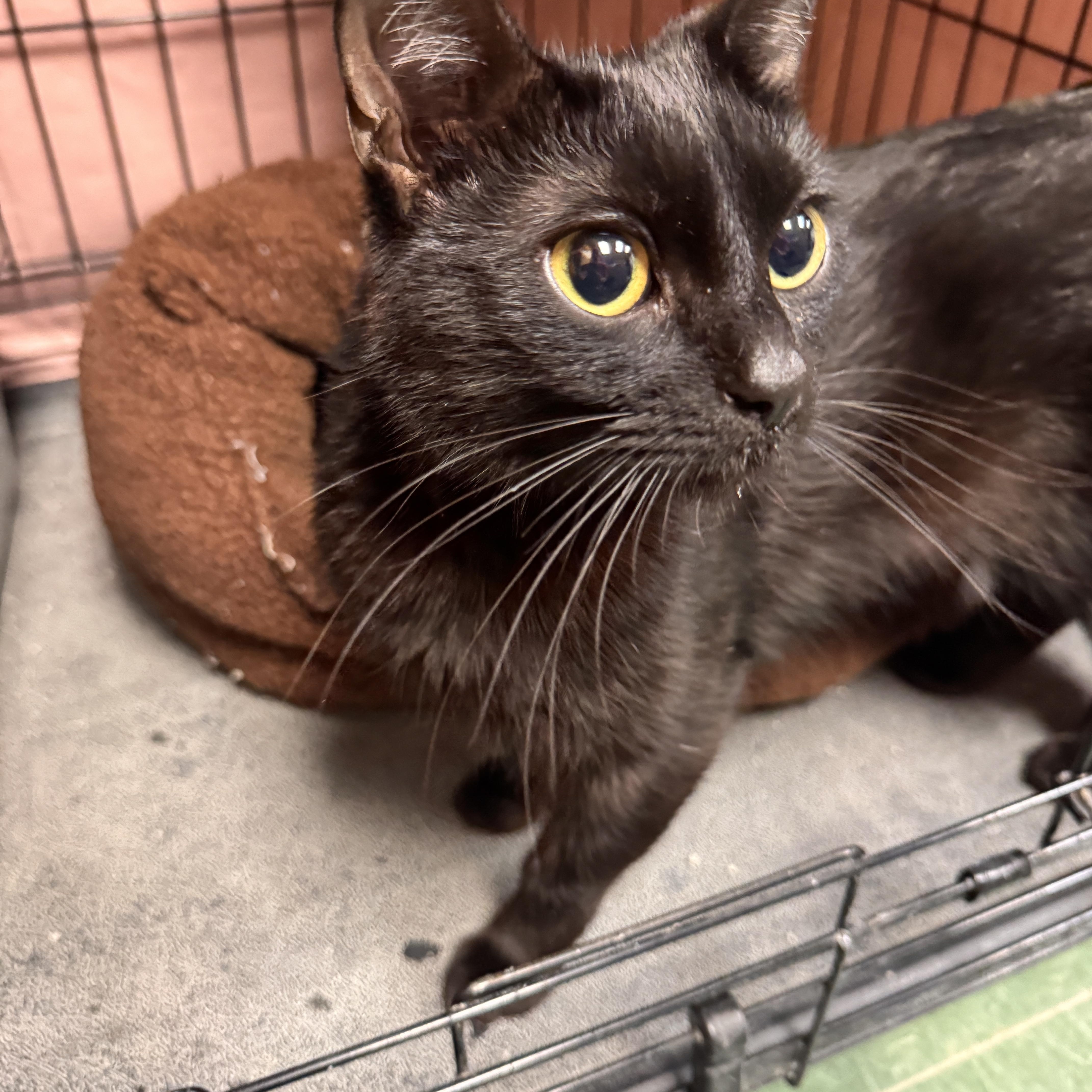 Enlarge Lucerne, an adopted Domestic Short Hair in Mokena, IL image 3/4