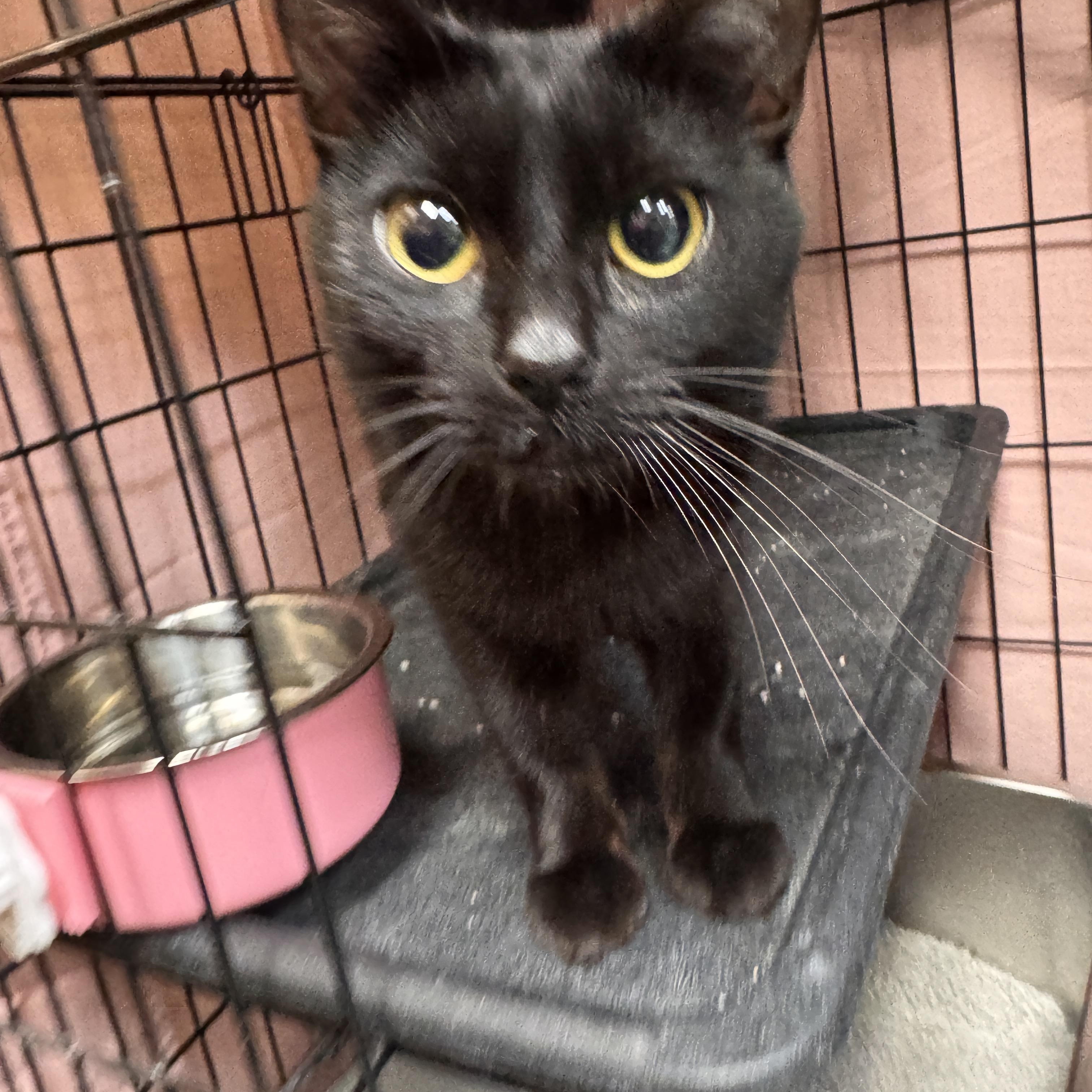 Enlarge Lucerne, an adopted Domestic Short Hair in Mokena, IL image 4/4