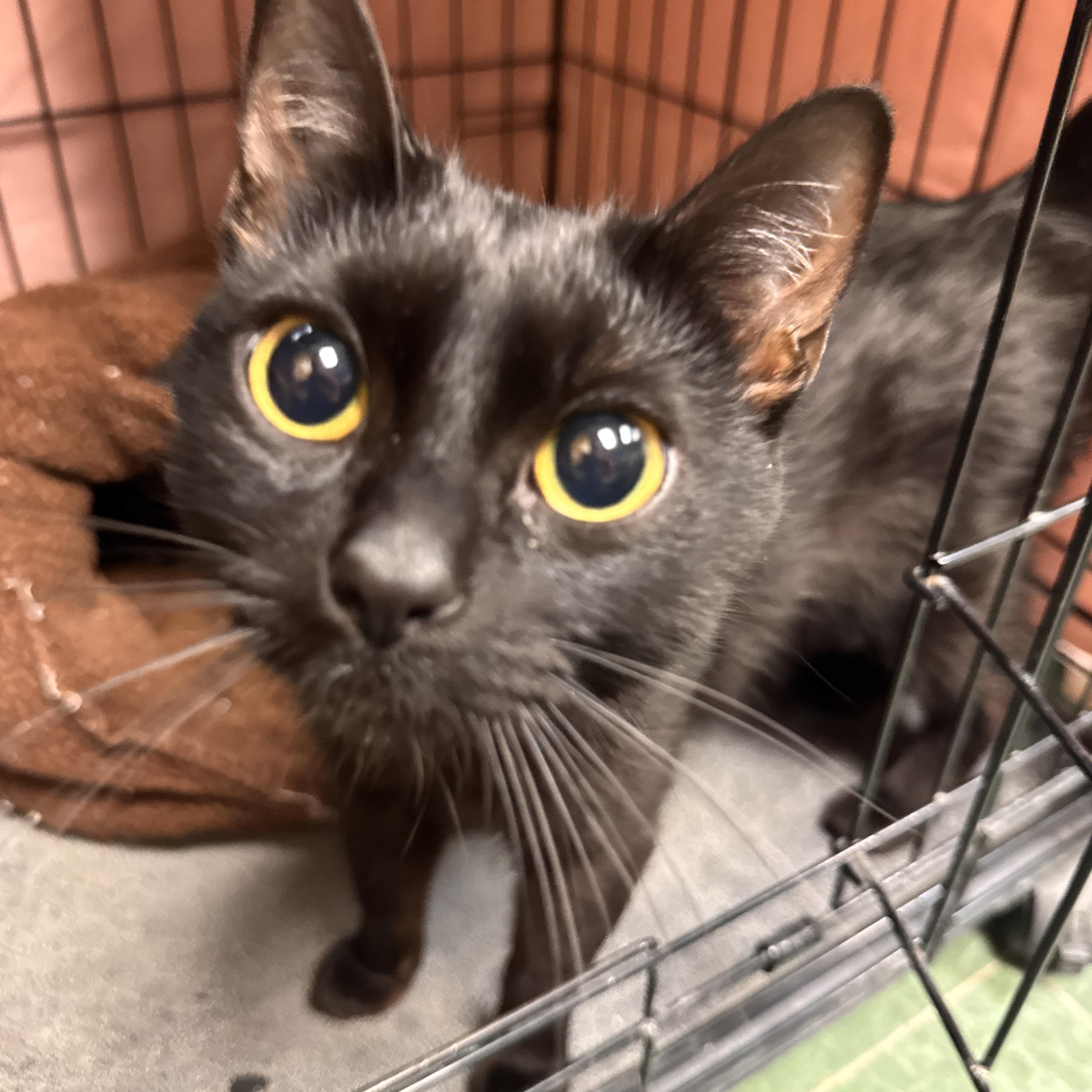 Enlarge Lucerne, an adopted Domestic Short Hair in Mokena, IL image 2/4