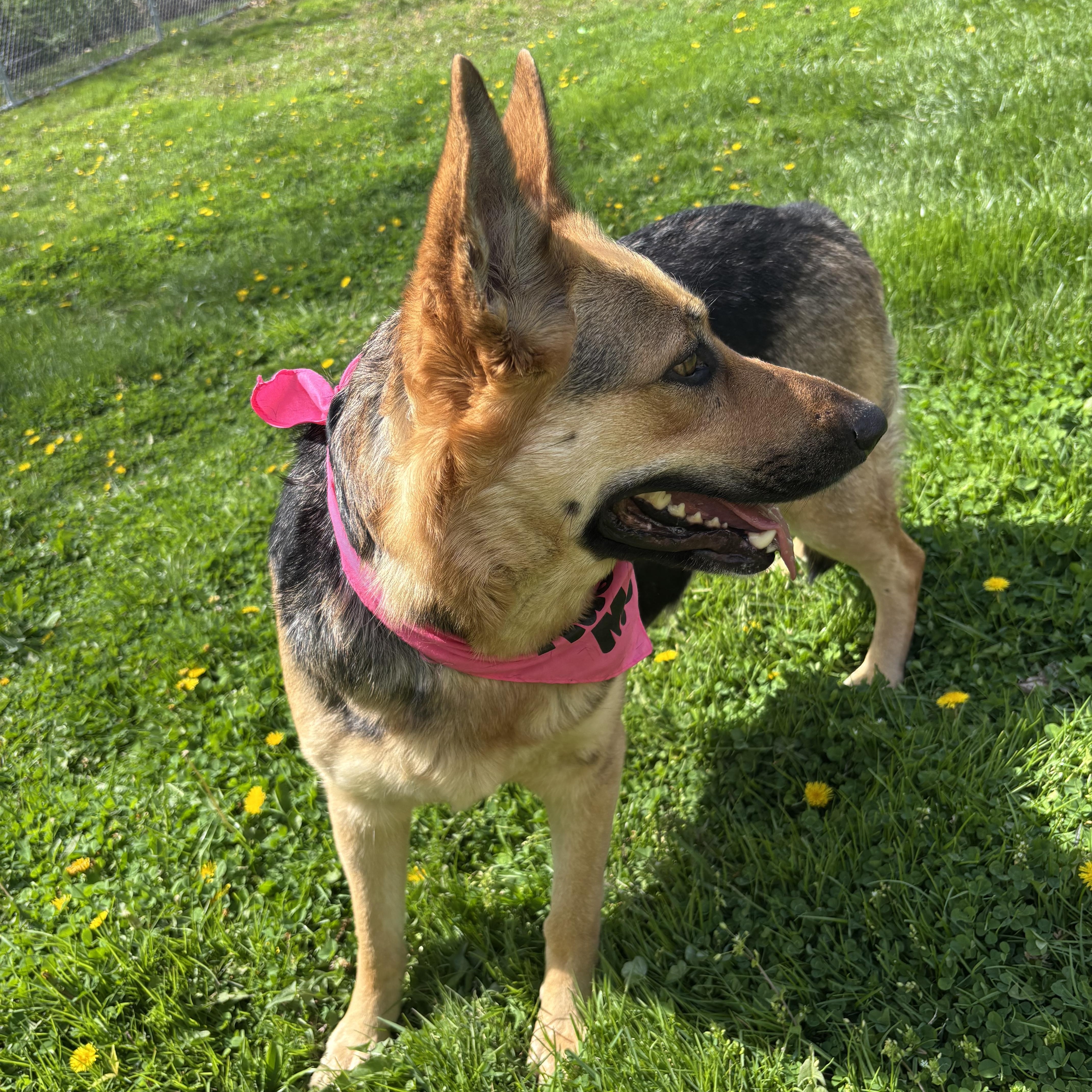 Enlarge Spirit, a ADOPTABLE mixed breed in Circleville, OH image 2/3