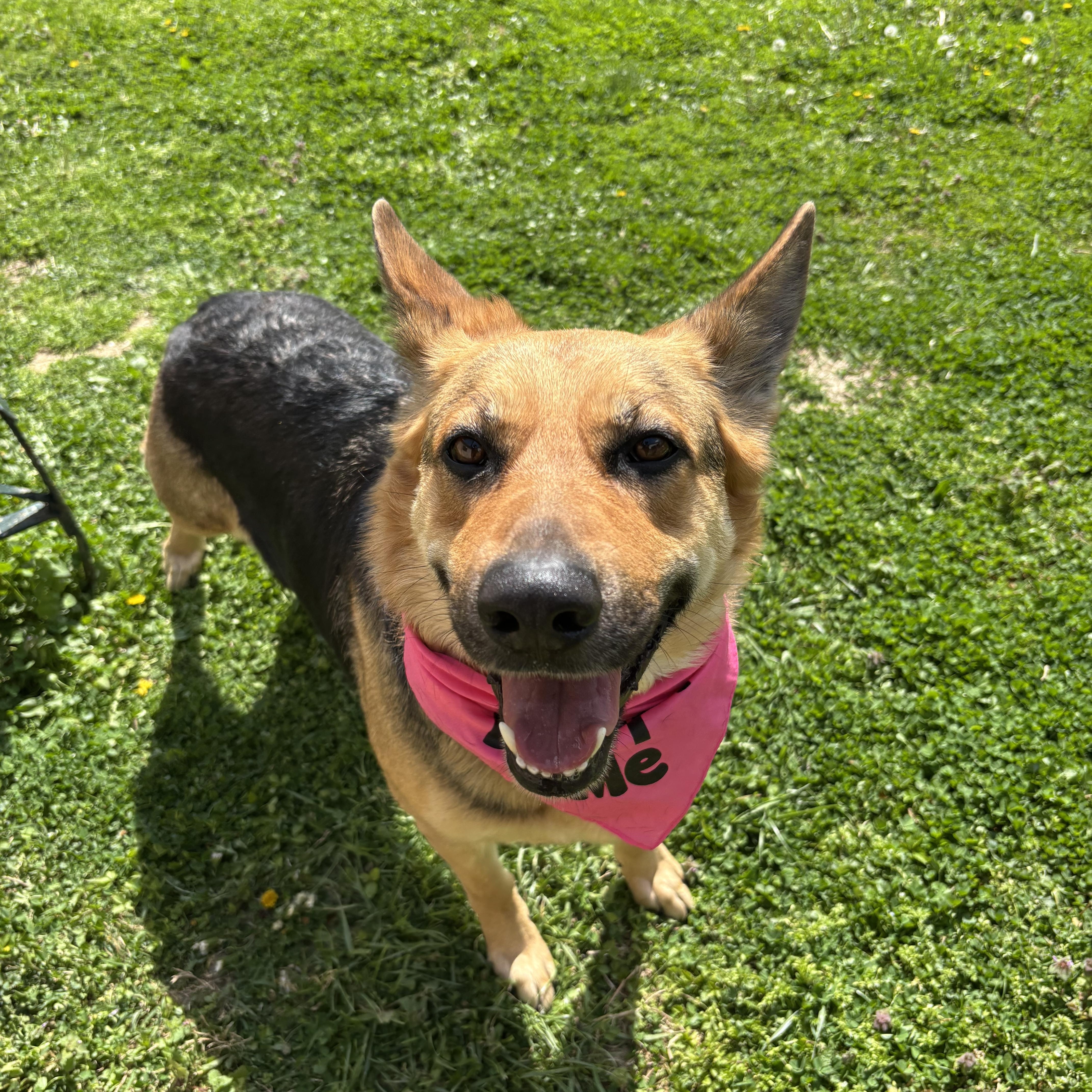 Enlarge Spirit, a ADOPTABLE mixed breed in Circleville, OH image 3/3