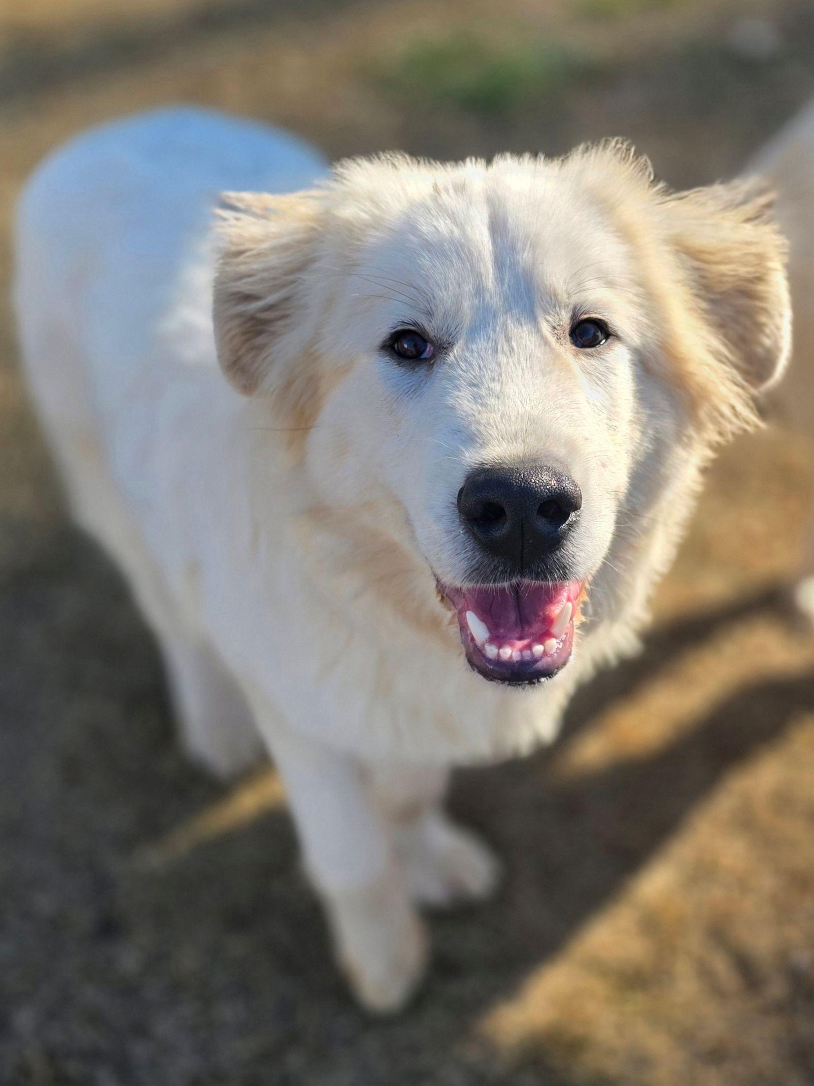 Enlarge Aspen Lavonia, a ADOPTABLE Great Pyrenees in Atlanta, GA image 4/6