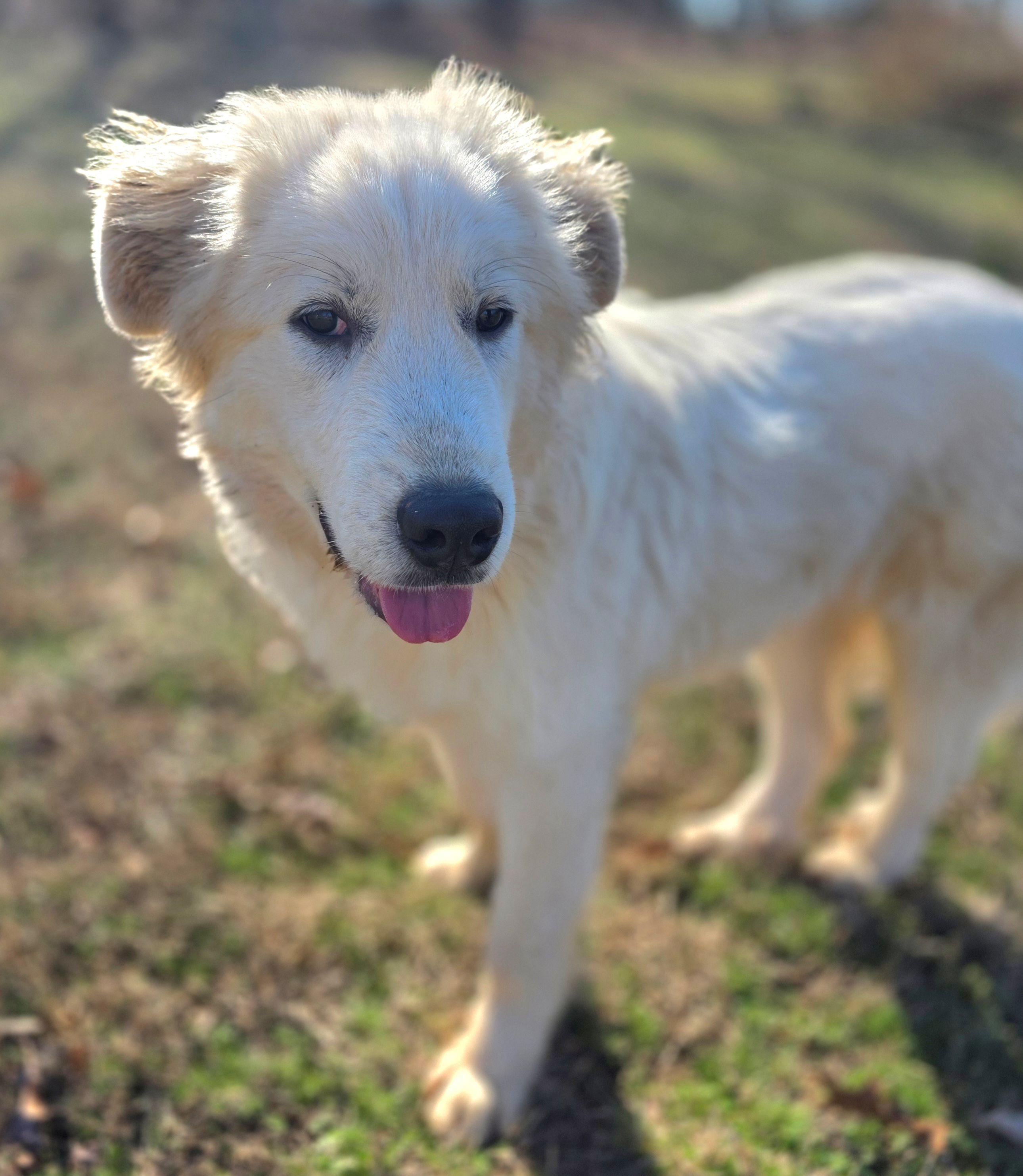 Enlarge Aspen Lavonia, a ADOPTABLE Great Pyrenees in Atlanta, GA image 5/6