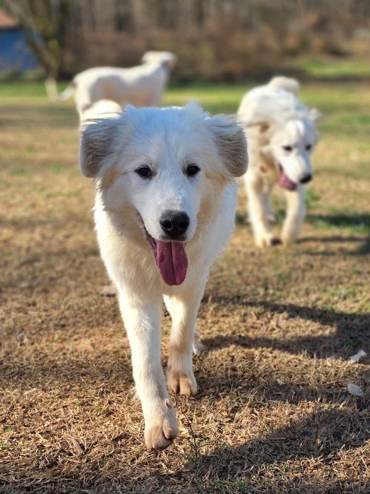 Enlarge Aspen Lavonia, a ADOPTABLE Great Pyrenees in Atlanta, GA image 3/6